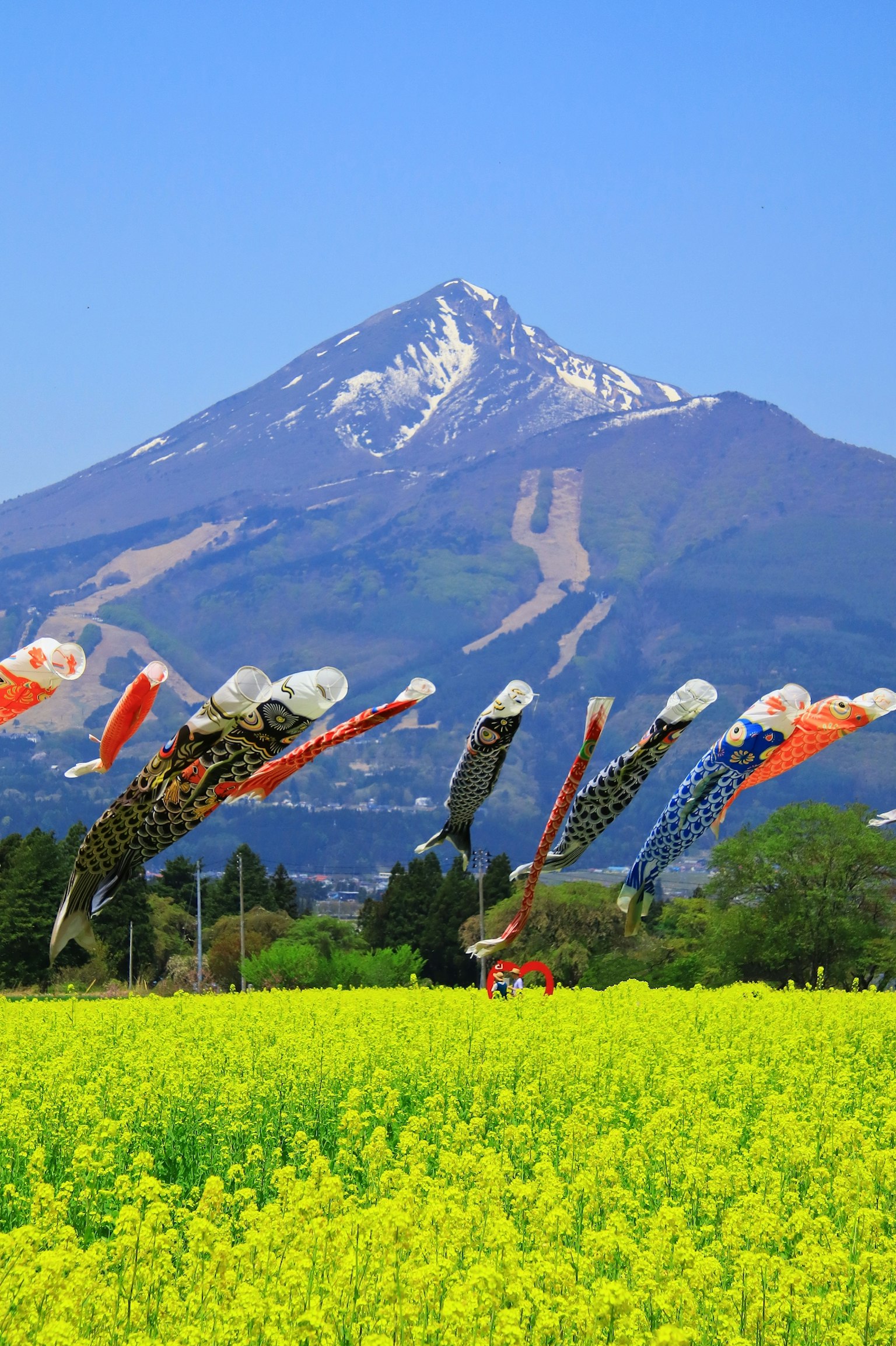 Bandierine koi colorate in un campo di colza gialla con una montagna innevata sotto un cielo blu
