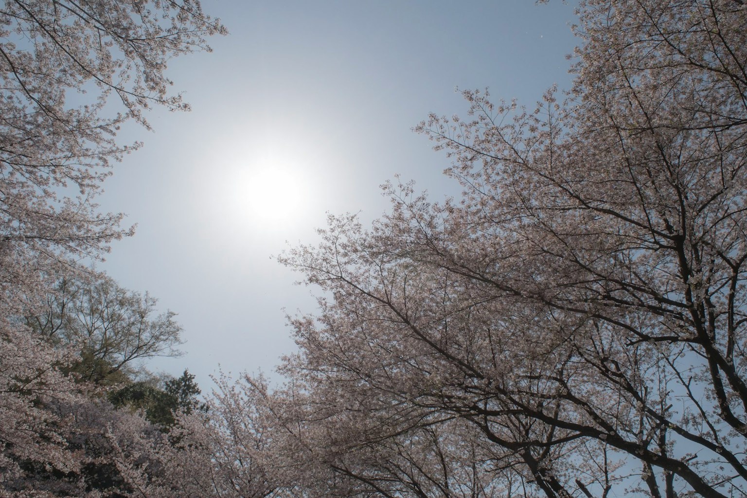 Ciel lumineux avec soleil entouré d'arbres en fleurs de cerisier