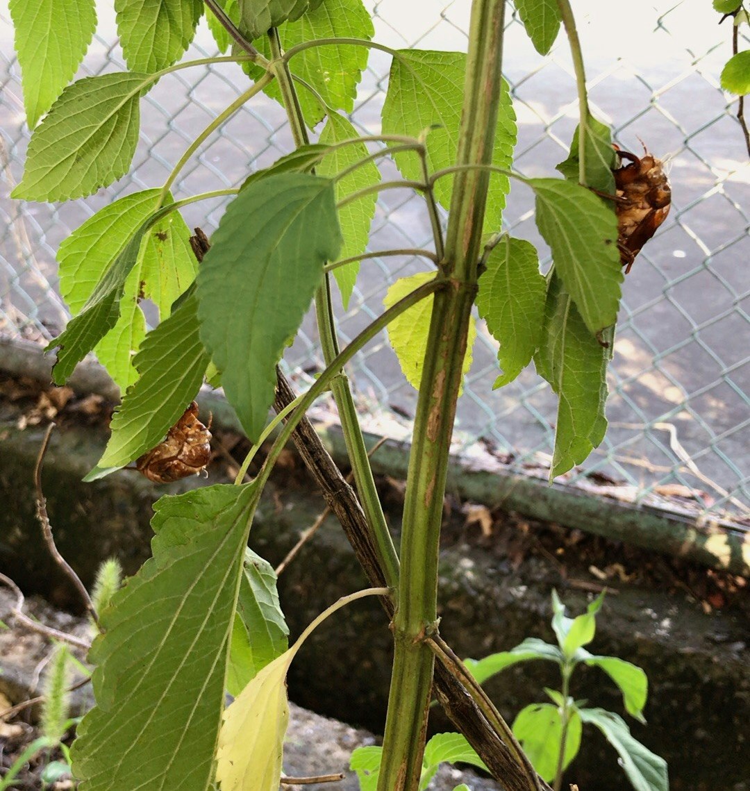 close-up of a plant stem and leaves wrapped around a support