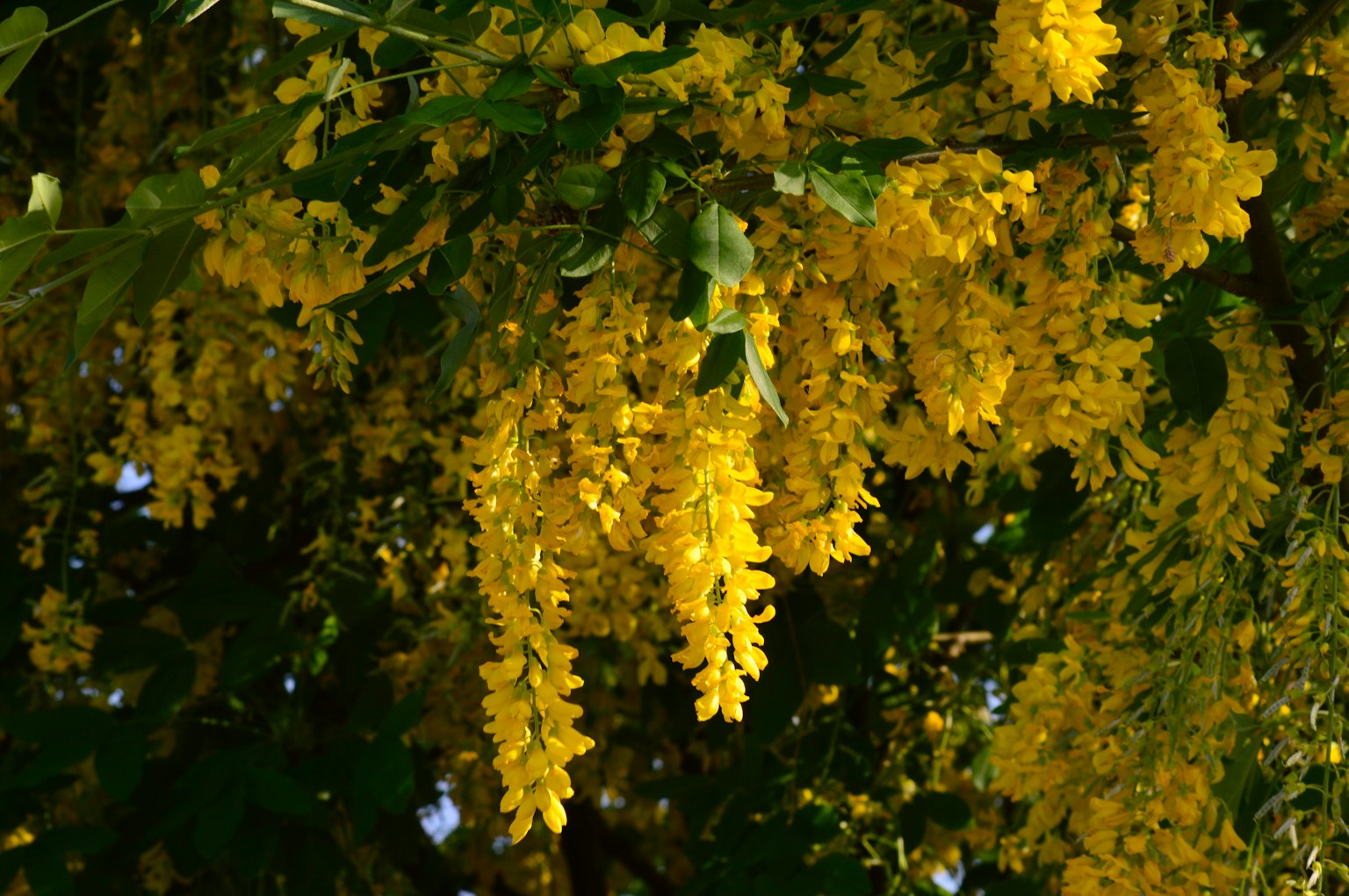 Acercamiento de ramas de árbol decoradas con flores amarillas brillantes