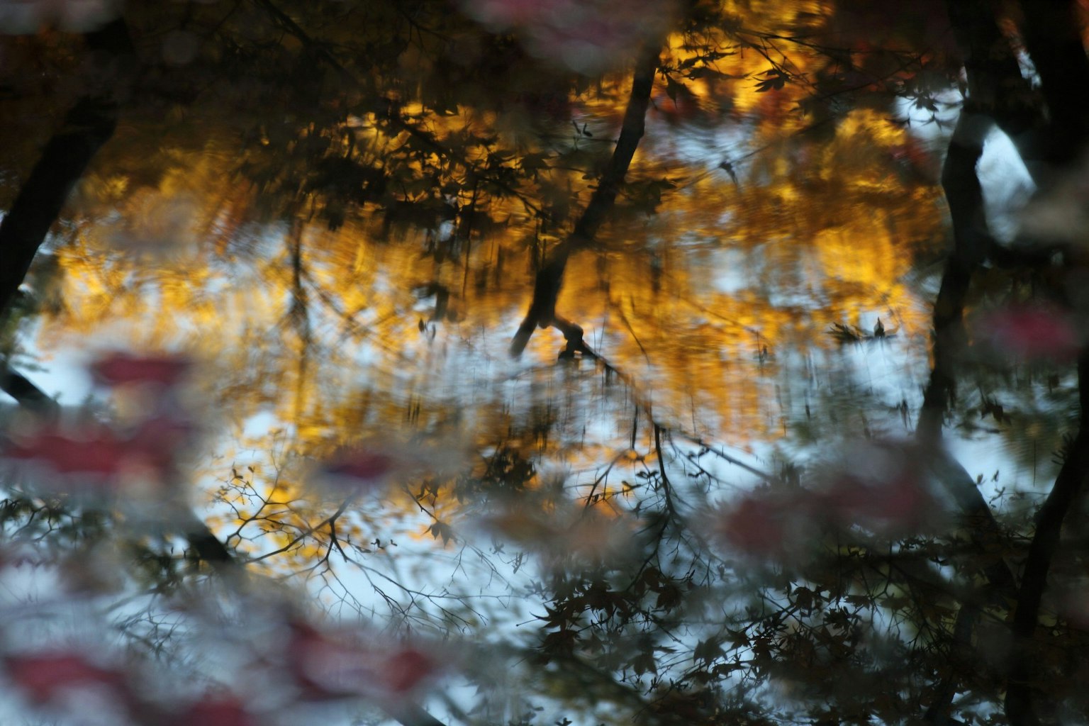 水面上秋天樹木和顏色的倒影
