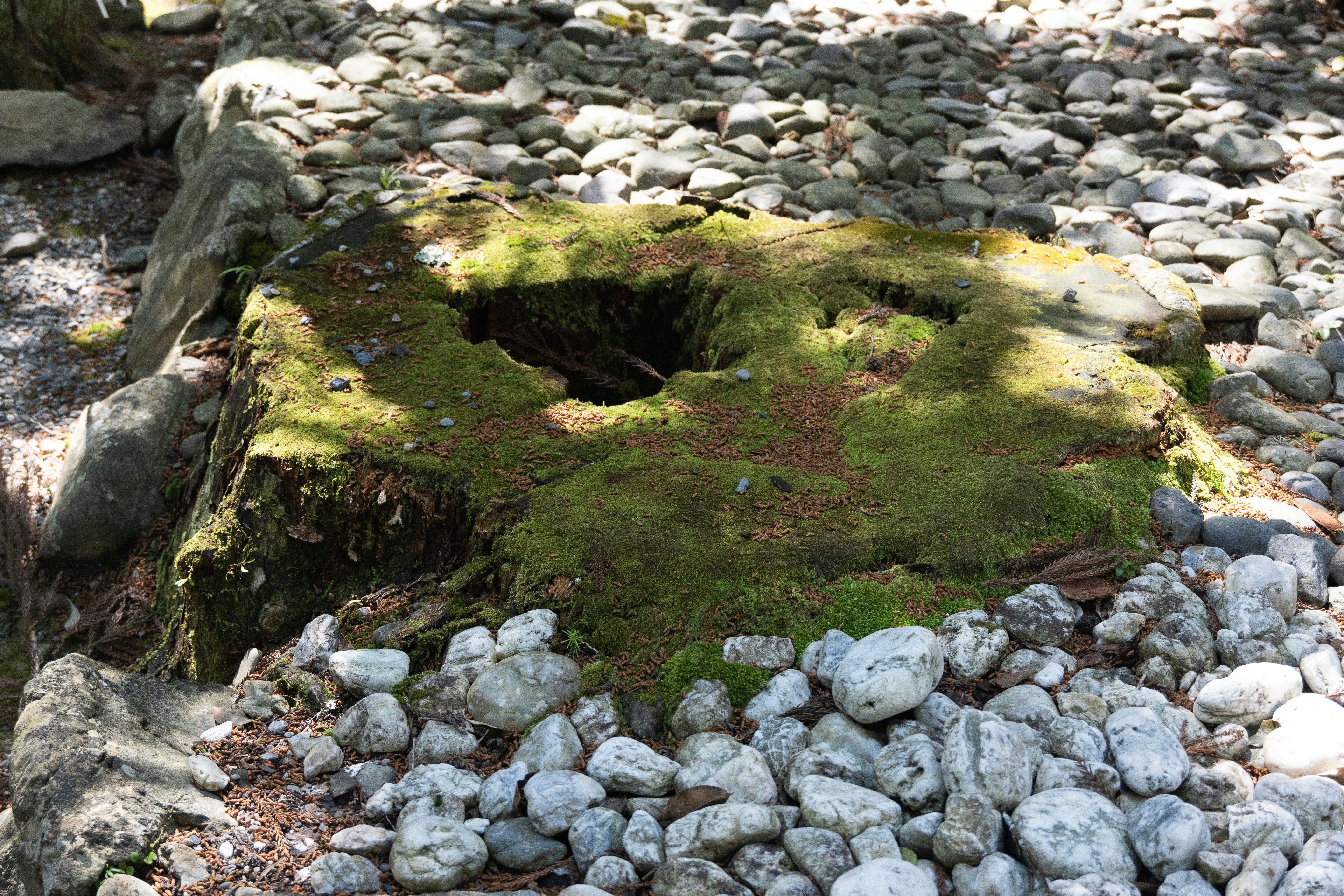 苔むした切り株と小石のある屋外の地面