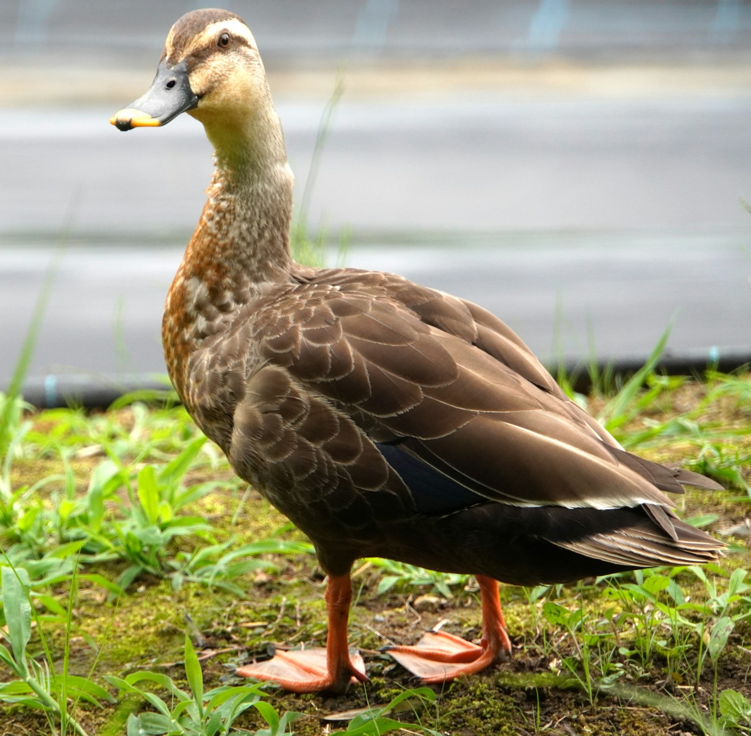 A duck standing on grass near water