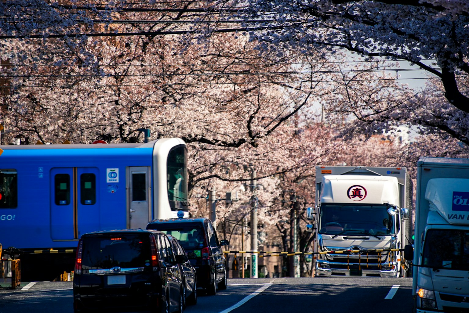 Blick auf einen blauen Zug und Lastwagen auf einer Straße, die von Kirschblütenbäumen gesäumt ist