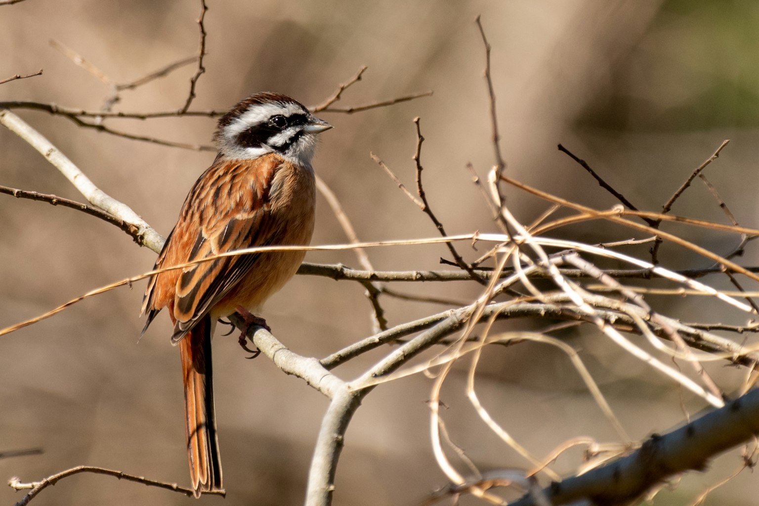 Un bel oiseau brun perché sur une branche avec une tête rayée blanche