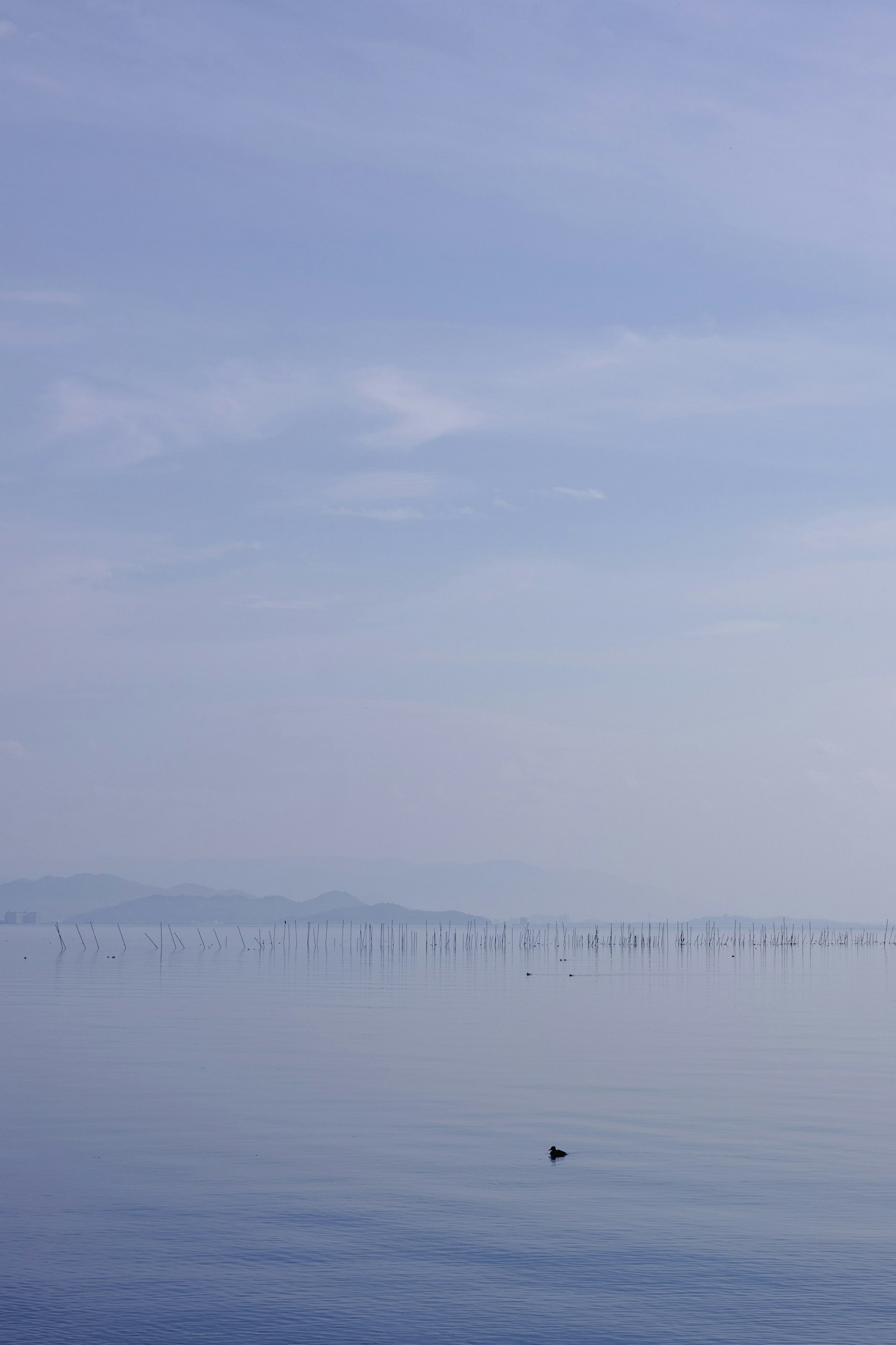 Paysage de mer calme et ciel bleu avec un petit oiseau flottant