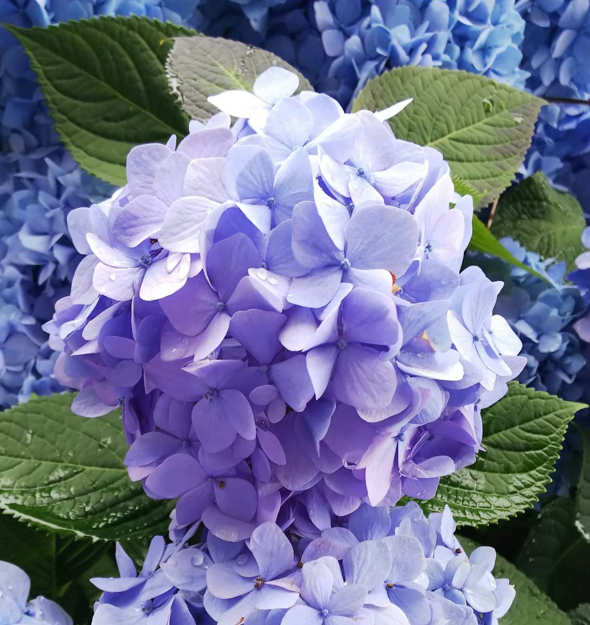 紫陽花の花と青い花房のクローズアップ