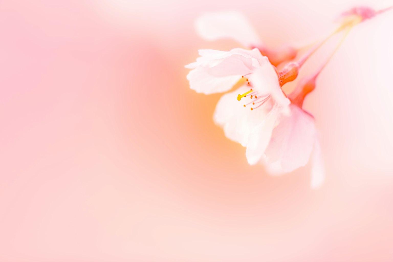 Close-up bunga sakura di latar belakang merah muda lembut