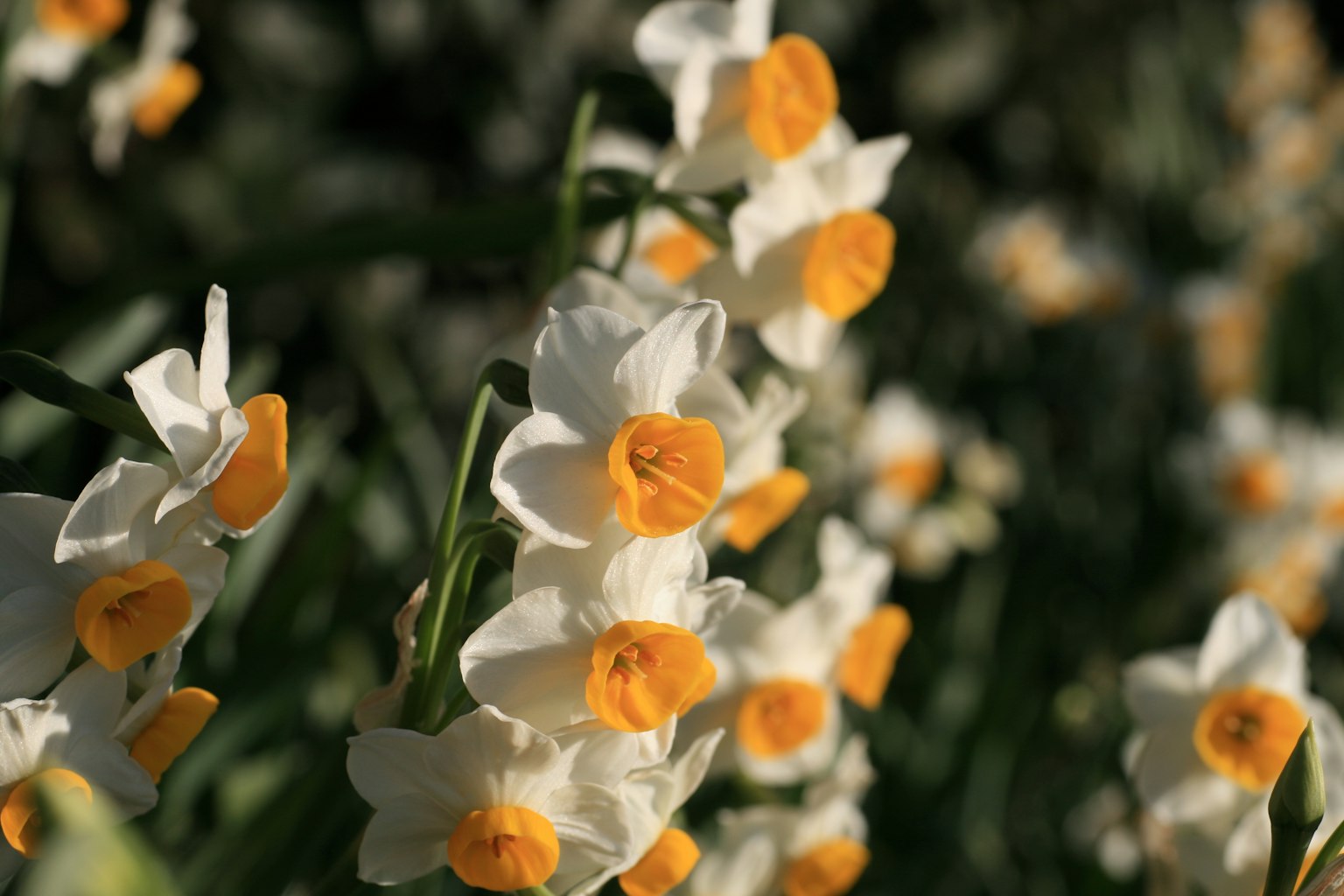 Fiori di narciso con petali bianchi e centri arancioni in fiore