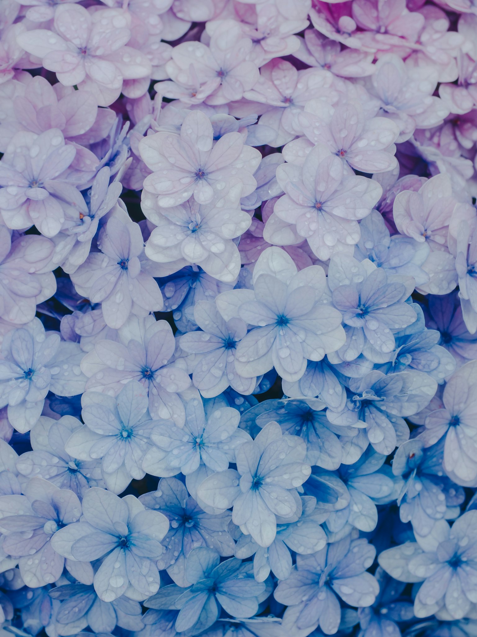 Uno sfondo bellissimo di fiori viola e blu pallido sovrapposti