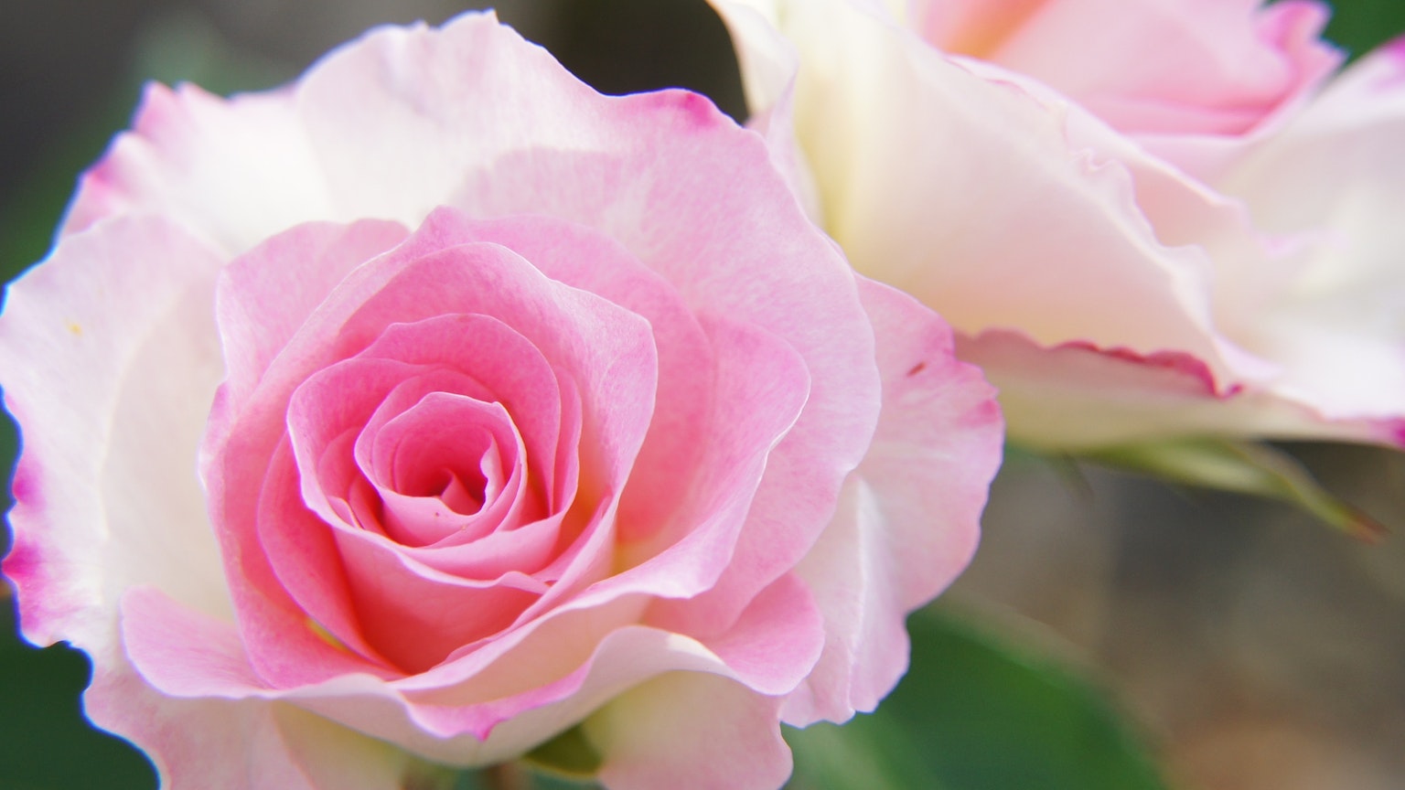 Primo piano di bellissime rose rosa