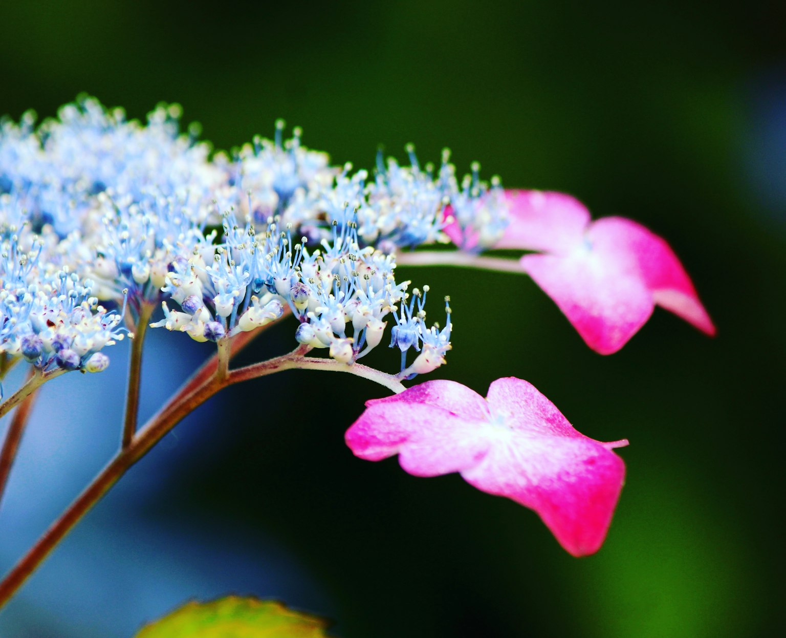 Nahaufnahme einer Blume mit blauen Blütenblättern und rosa Blüten