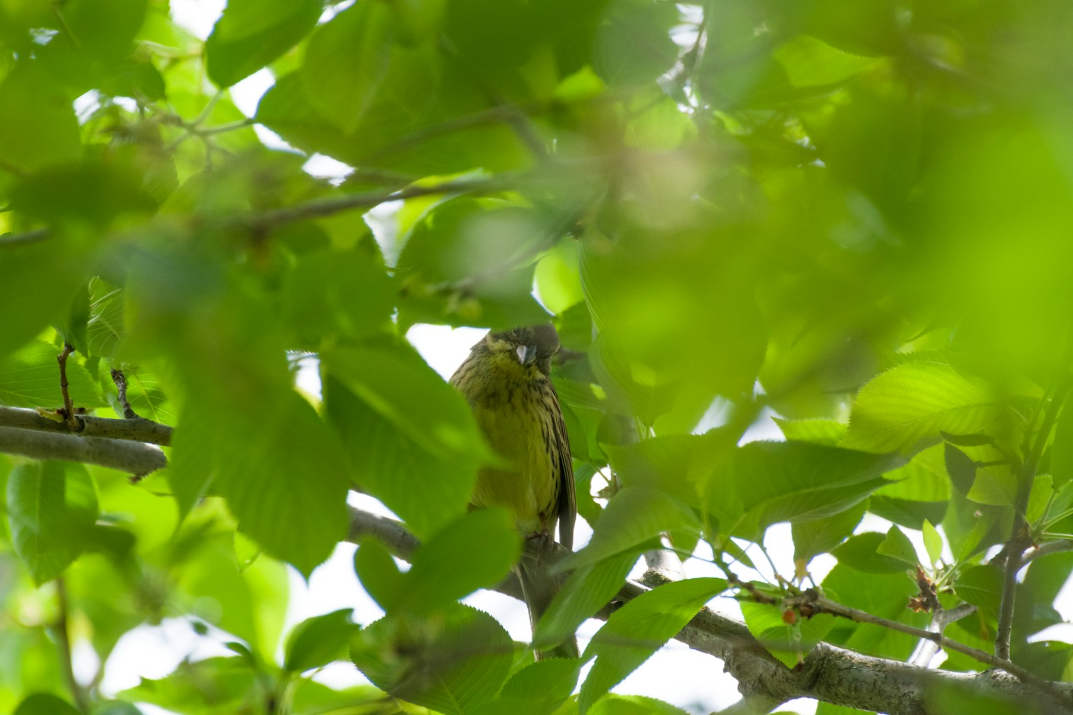 A small bird partially hidden among green leaves on a branch