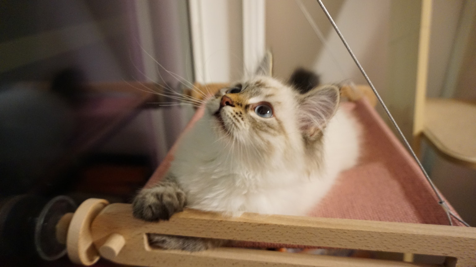 Eine flauschige weiße Katze, die von einem Kratzbaum nach oben schaut