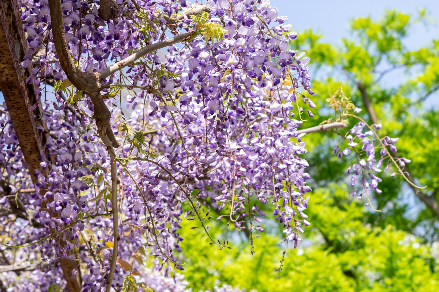 Fleurs de glycine en fleurs violettes avec un fond de feuilles vertes et d'un ciel bleu