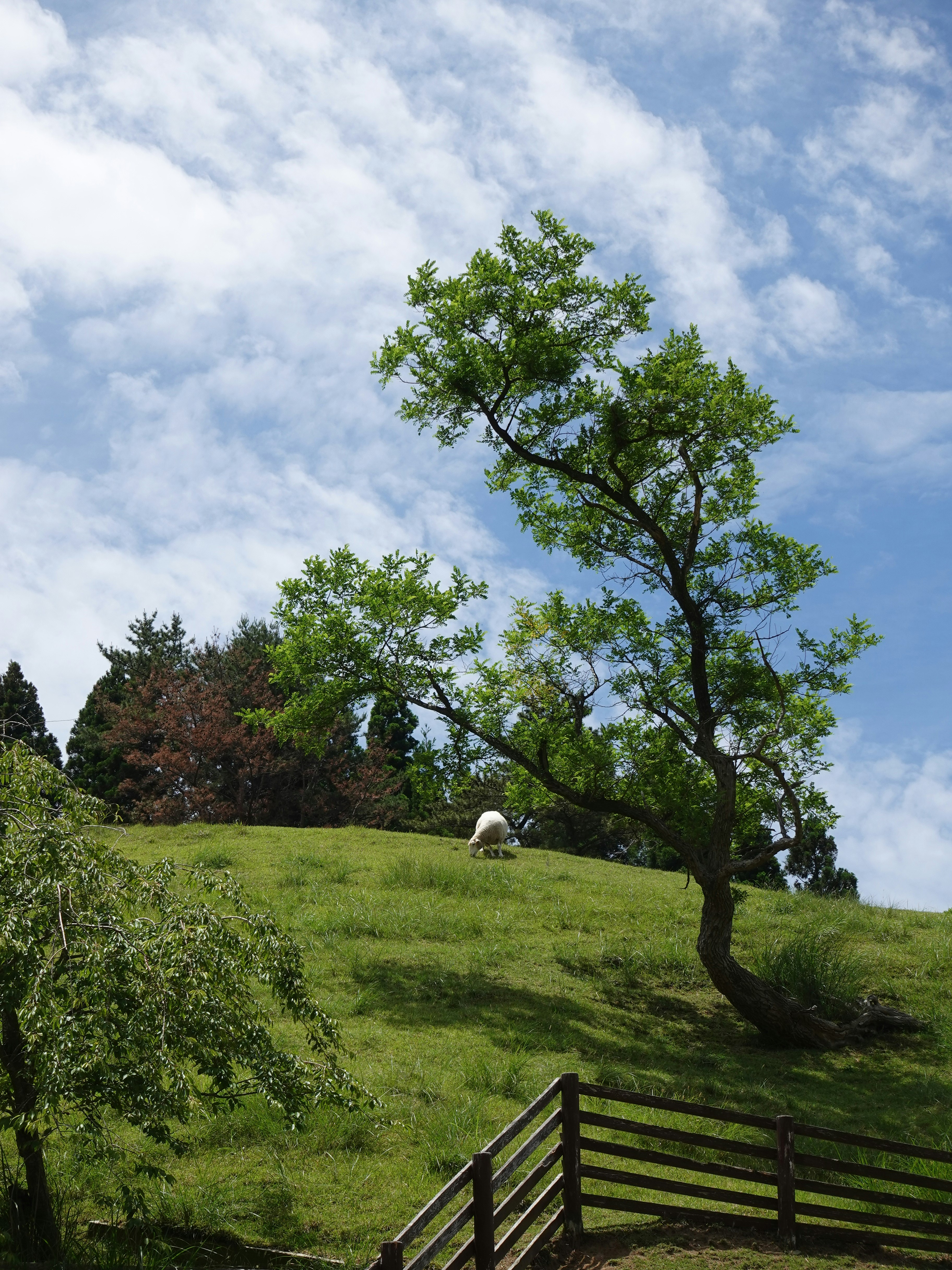 藍天下的綠色草坡與樹木風景