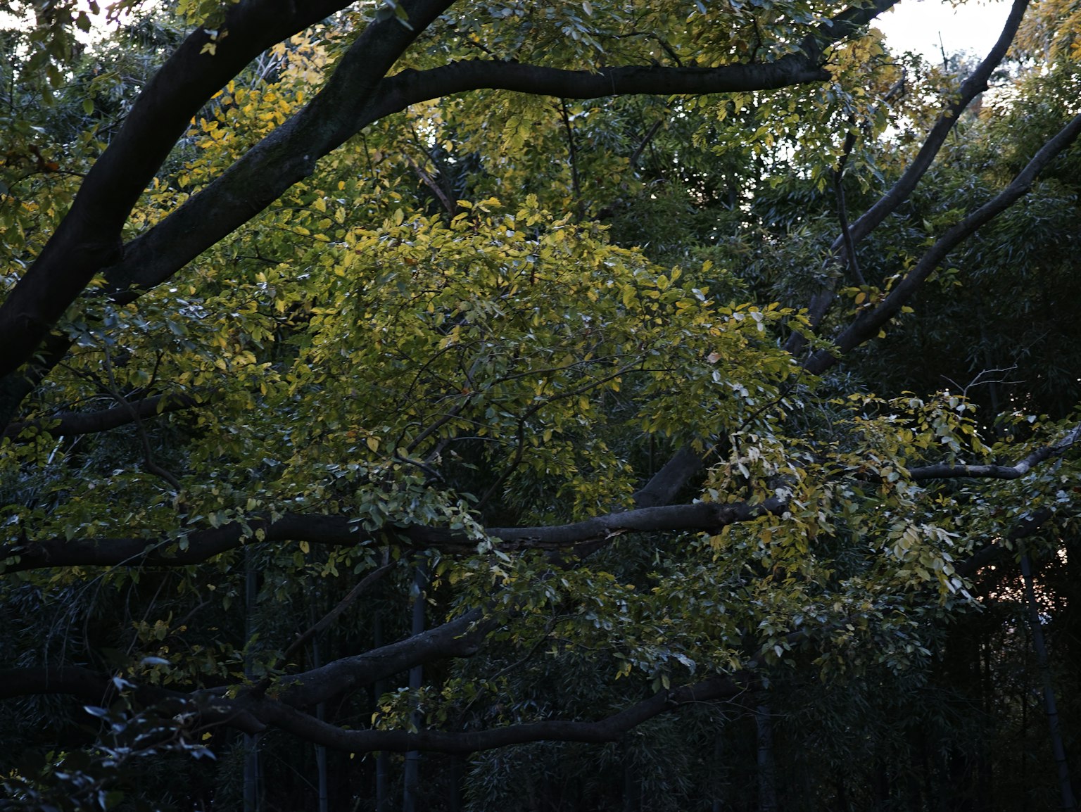 Baum mit grünen und gelben Blättern in einem dunklen Wald