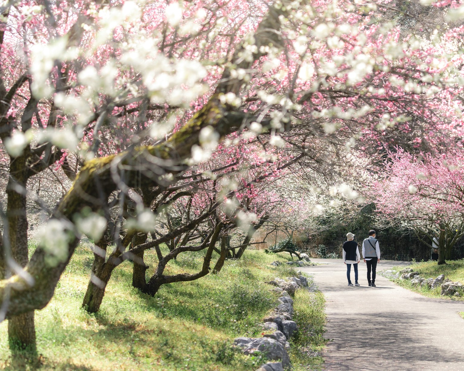 Dos personas caminando bajo cerezos en flor con hermosas flores rosas