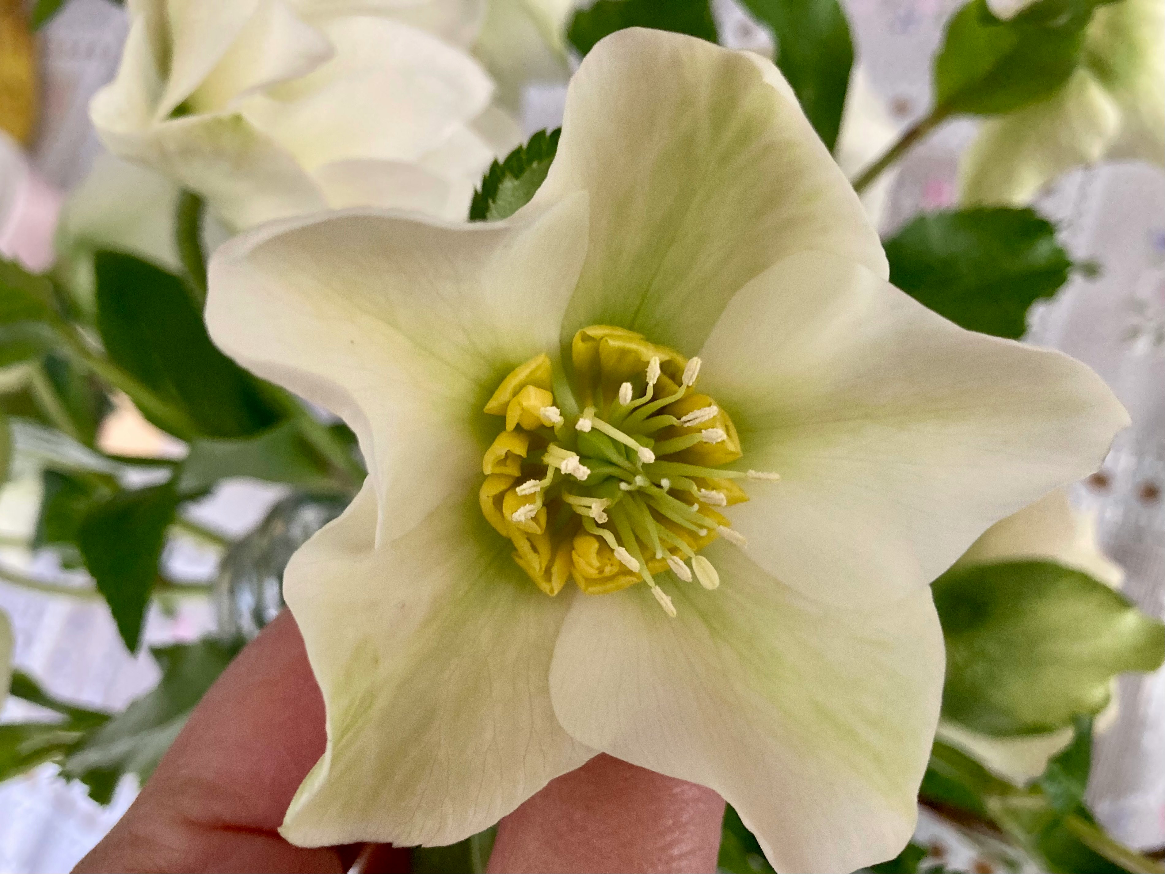 白とグリーンのクリスマスローズの花のアップ