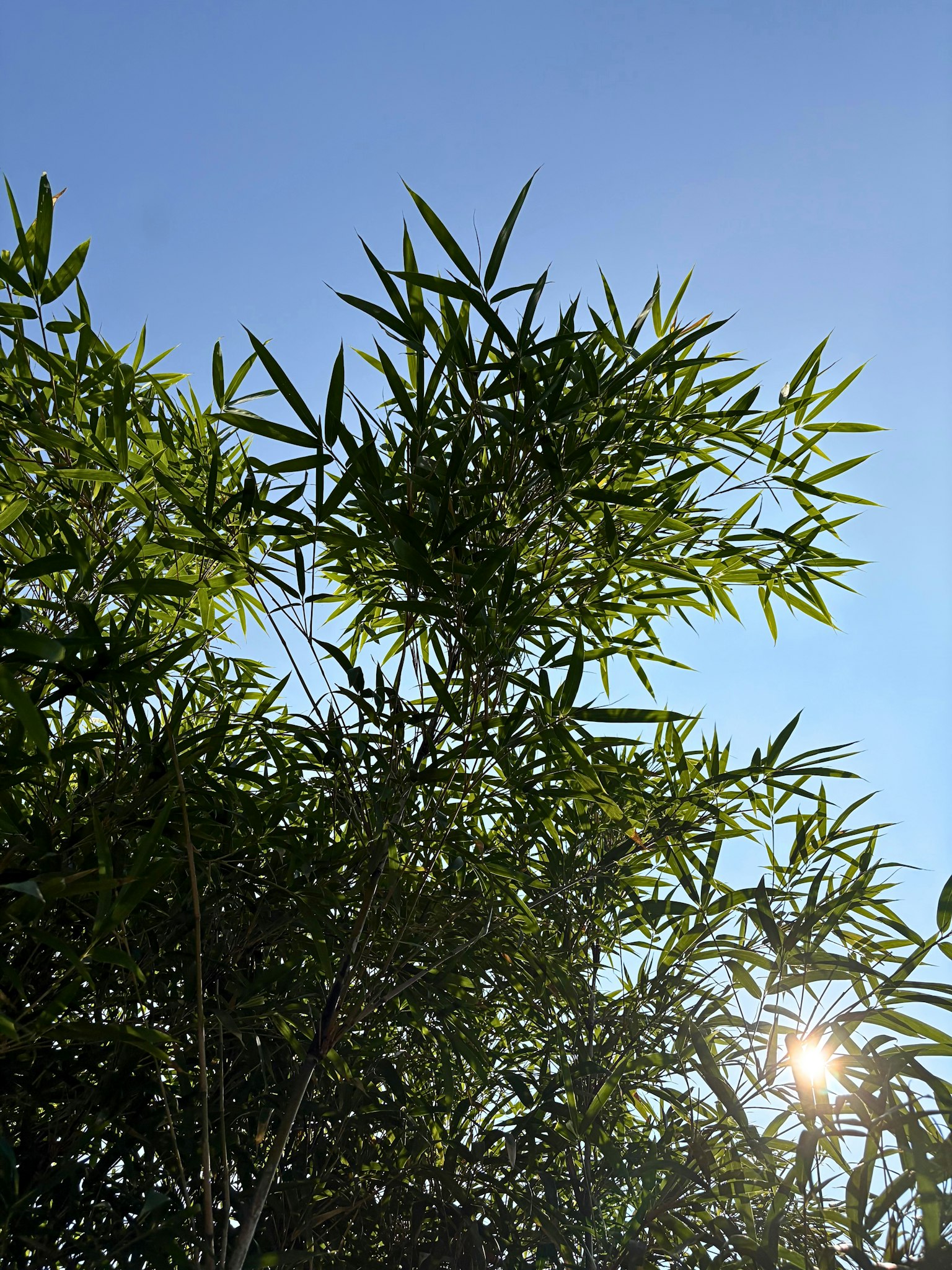 陽光下的竹葉與晴朗的藍天