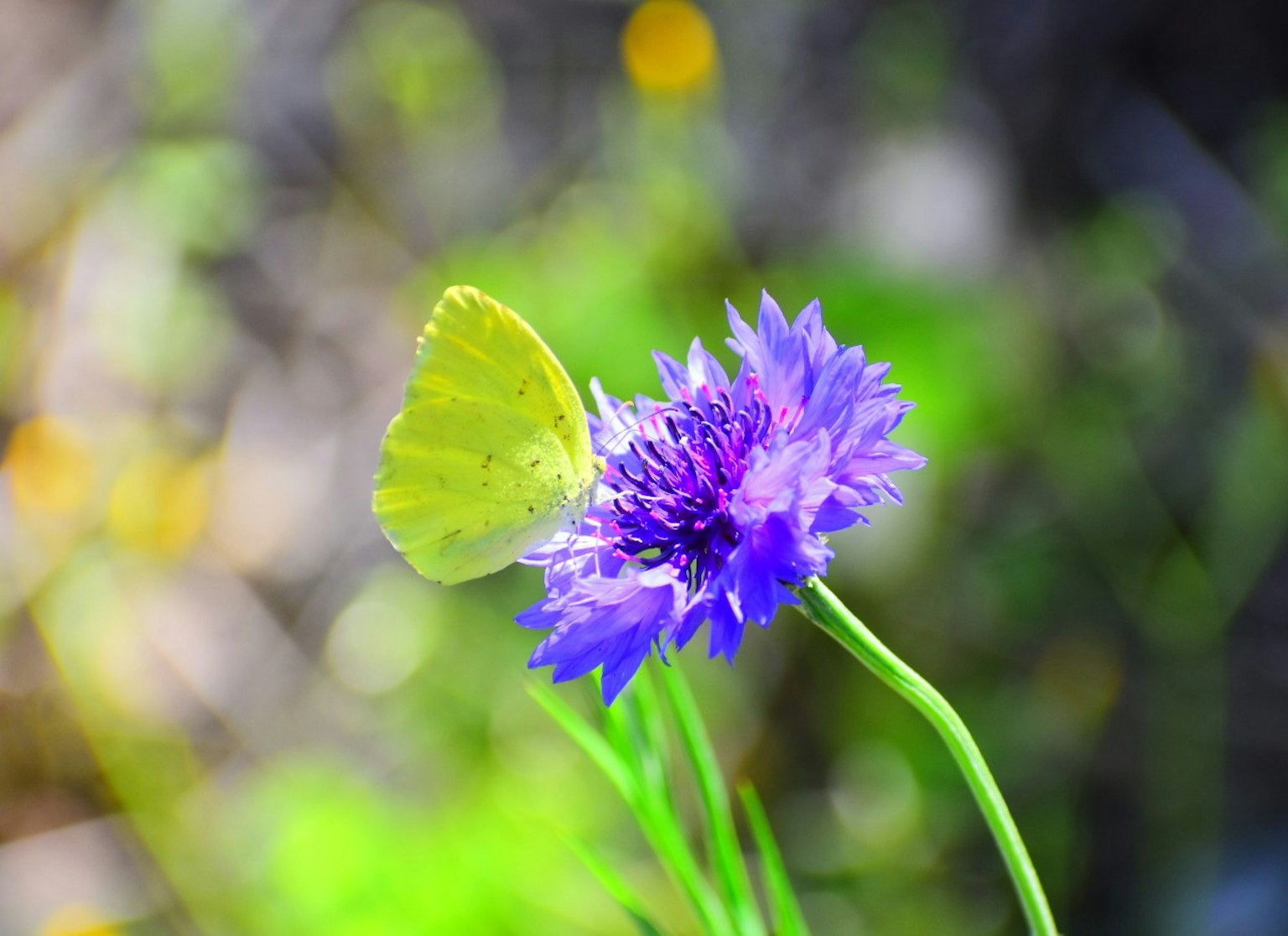 Una farfalla gialla posata su un fiore viola in un ambiente naturale vibrante