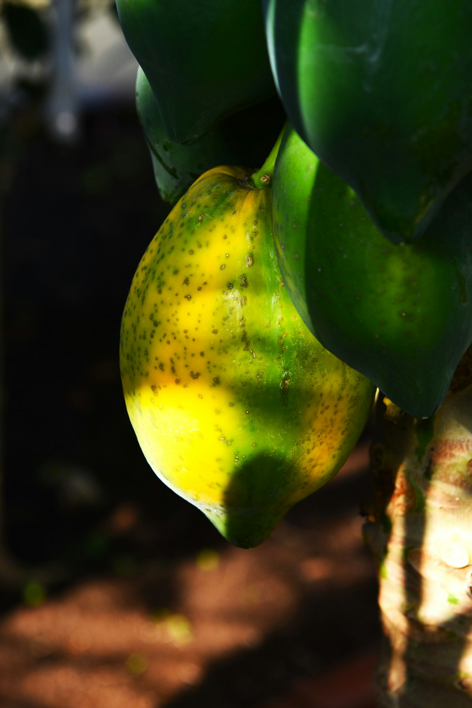 Limón amarillo rodeado de hojas verdes