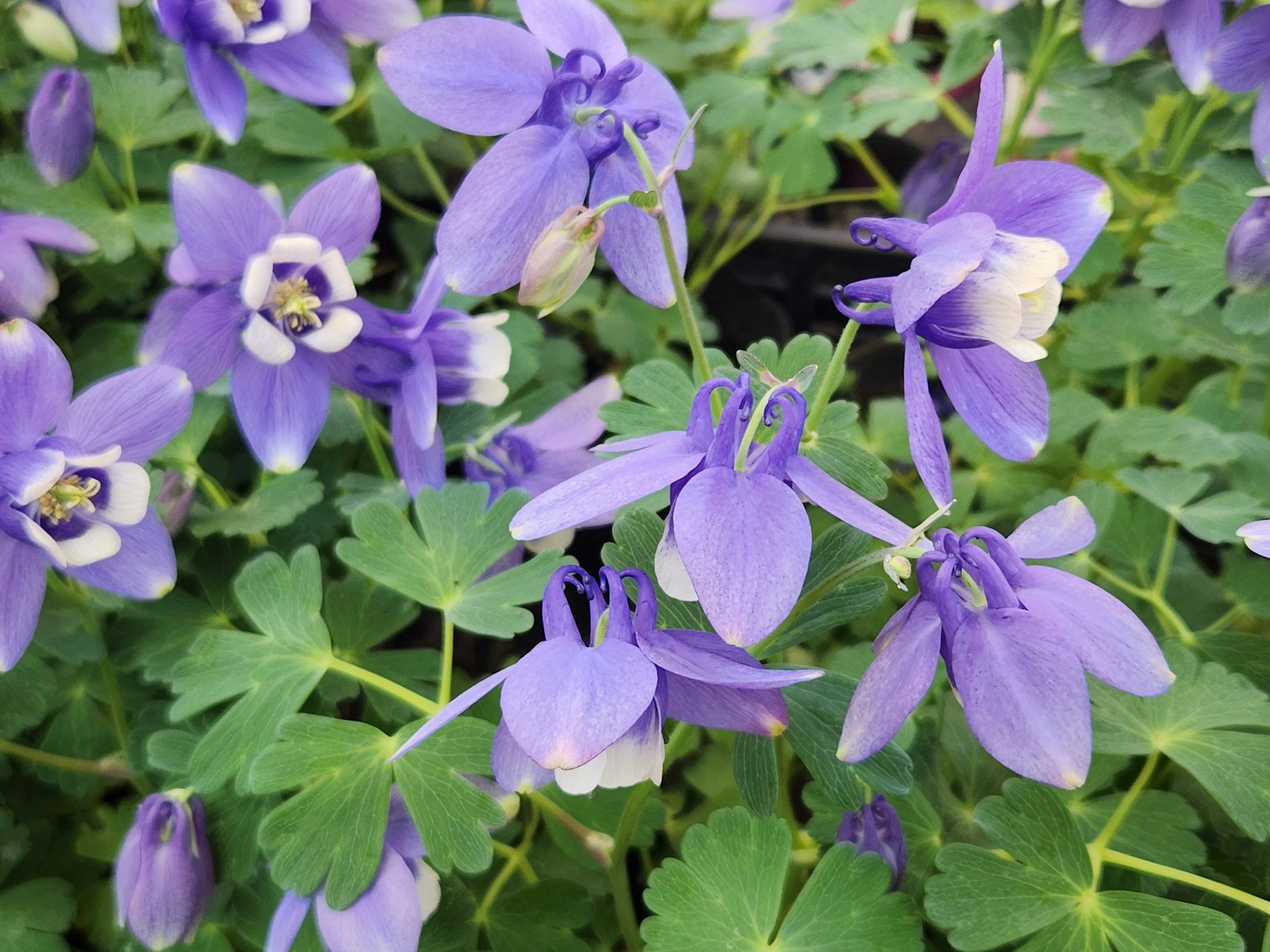 Gros plan de fleurs violettes avec des feuilles vertes