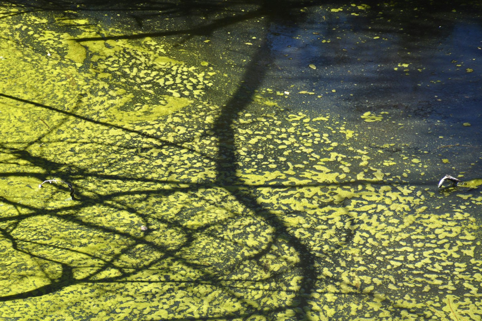 Reflets de plantes jaunes sur la surface de l'eau avec des motifs d'ombre