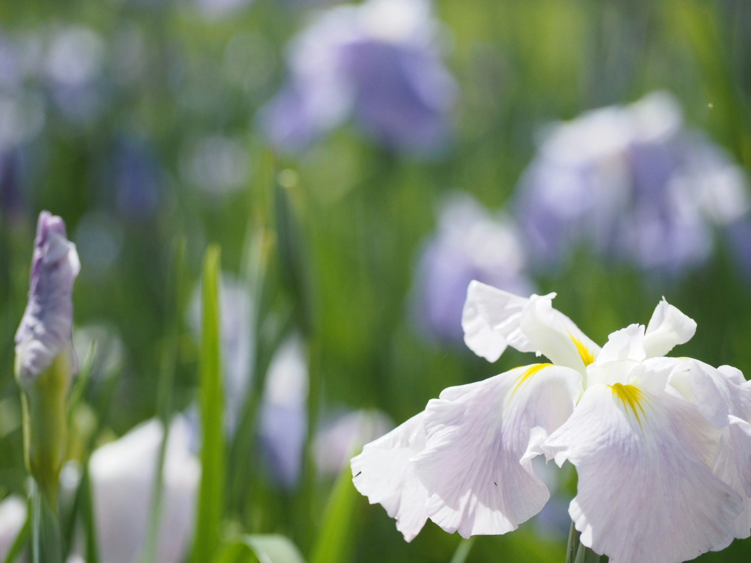 A beautiful scene featuring white and purple flowers in a lush green field