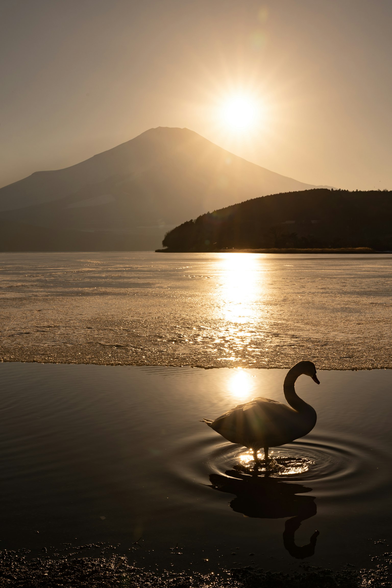 Angsa yang berenang di danau dengan siluet Gunung Fuji dan matahari terbenam