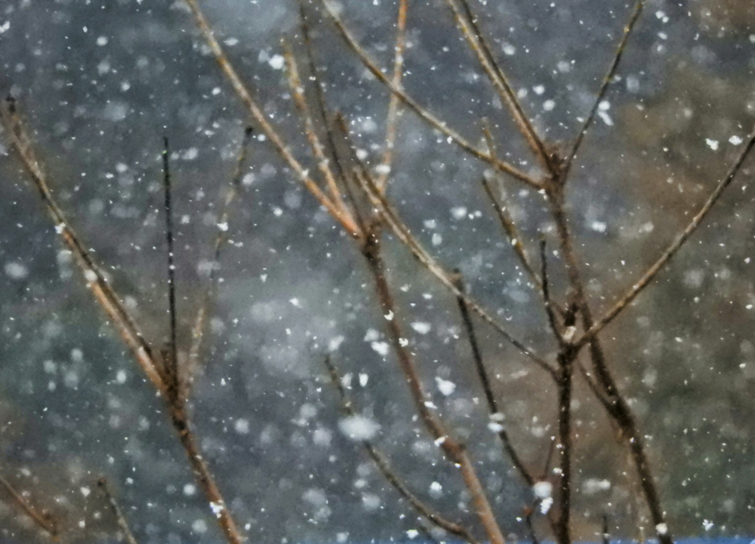 光秃的树枝在飘落的雪中