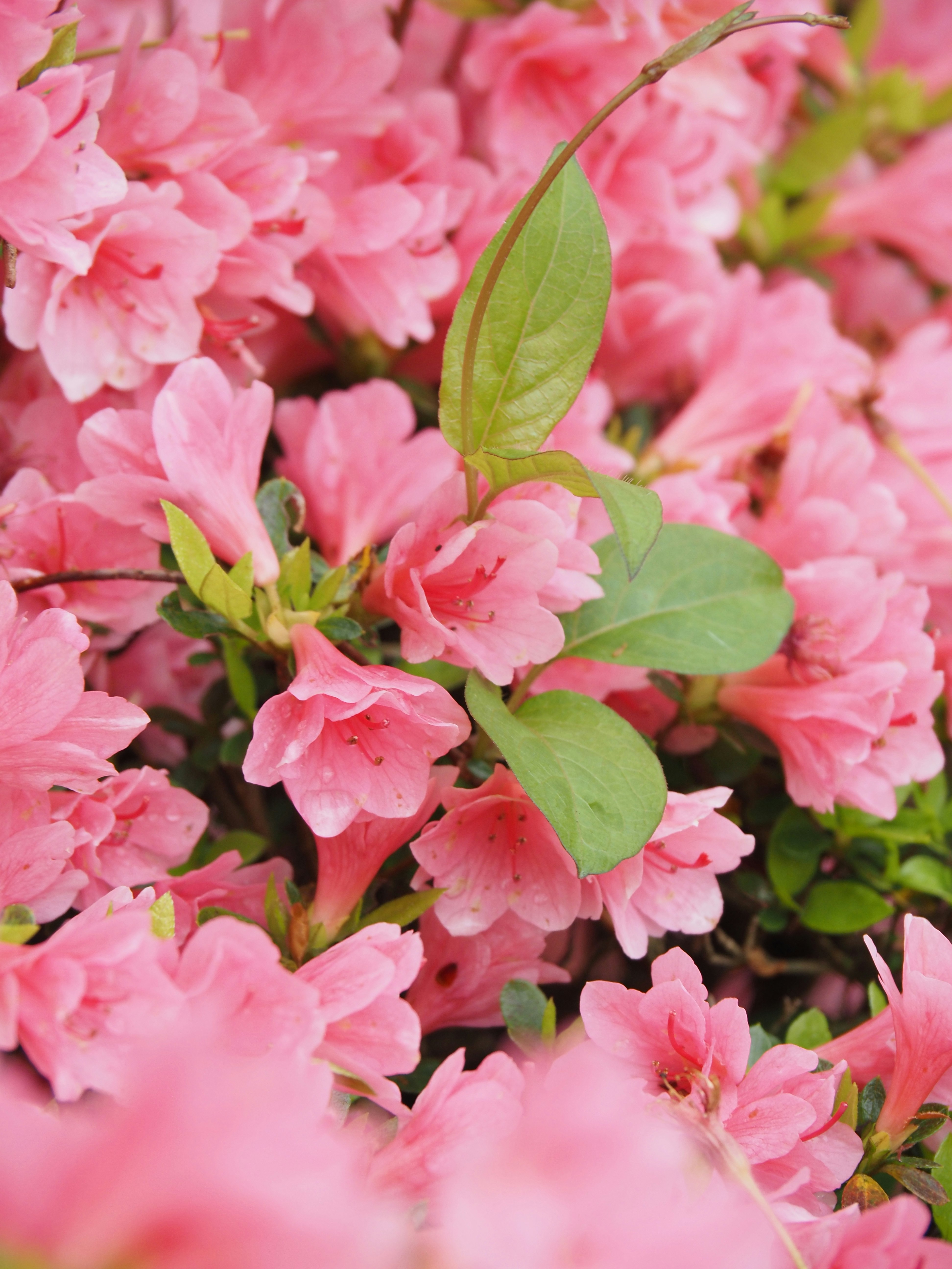 つつじの花と新緑の葉が寄り添う花群