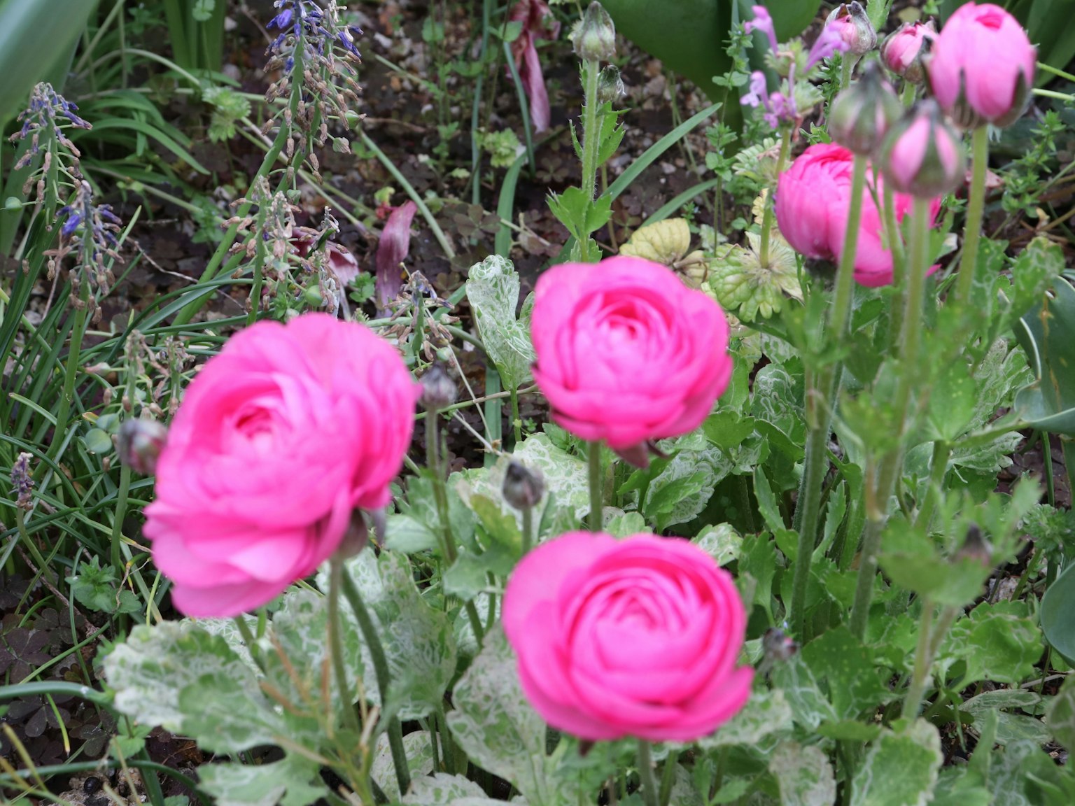 꽃이 핀 분홍색 라눔큘러스 꽃이 있는 정원 장면