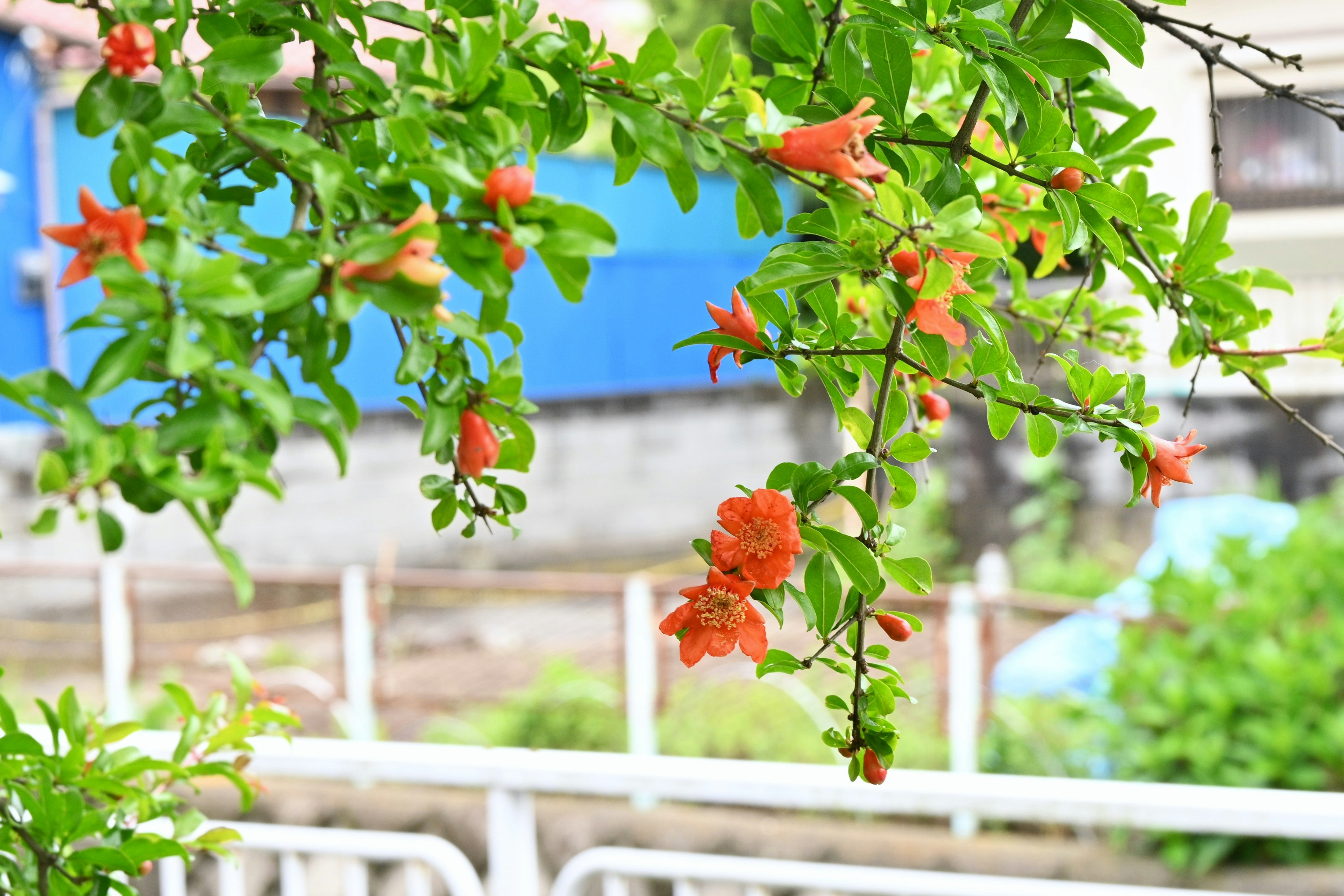 初夏花园里枝头的石榴花