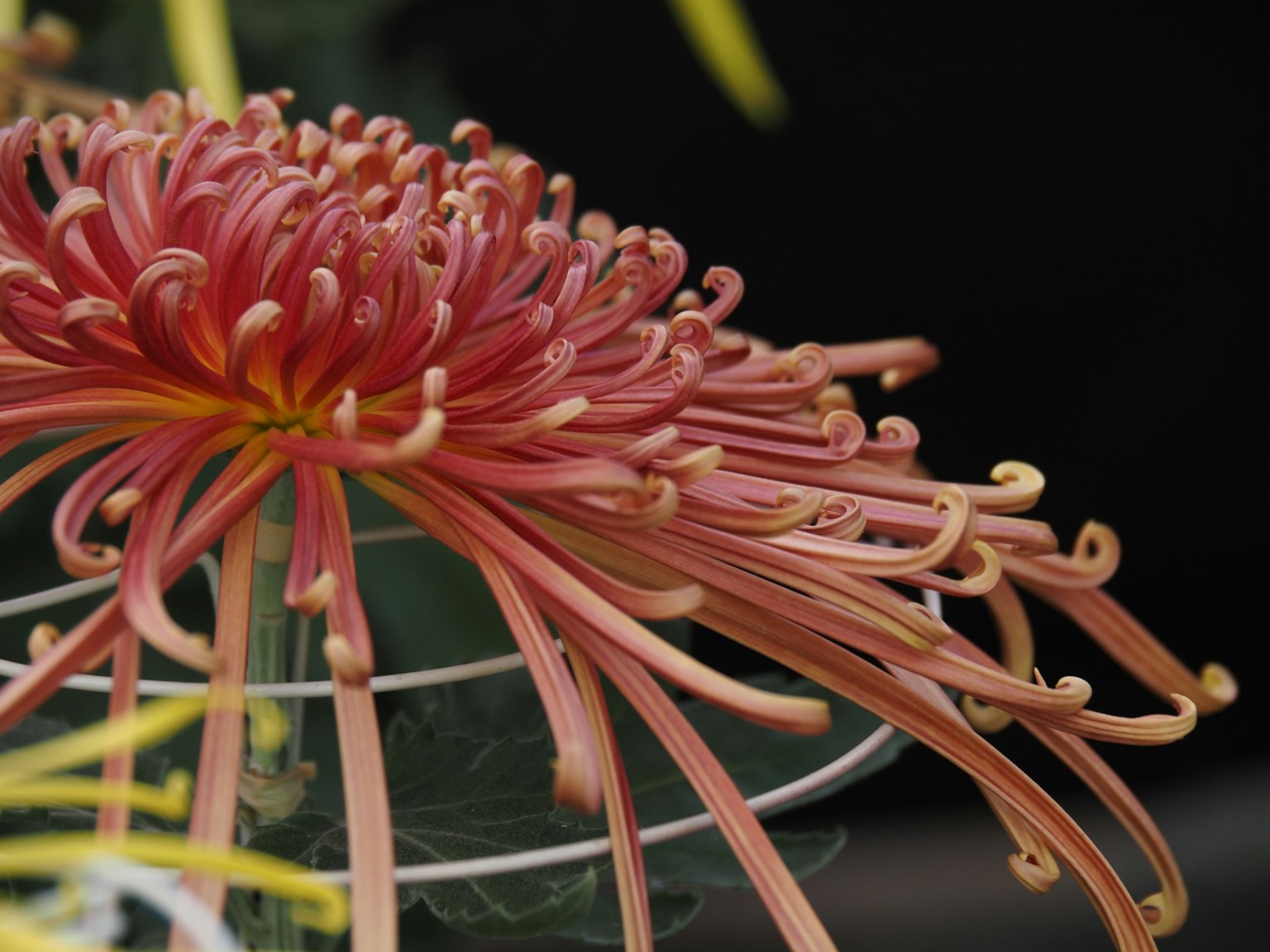 Hoa cúc màu hồng rực rỡ với cánh dài tỏa ra ngoài