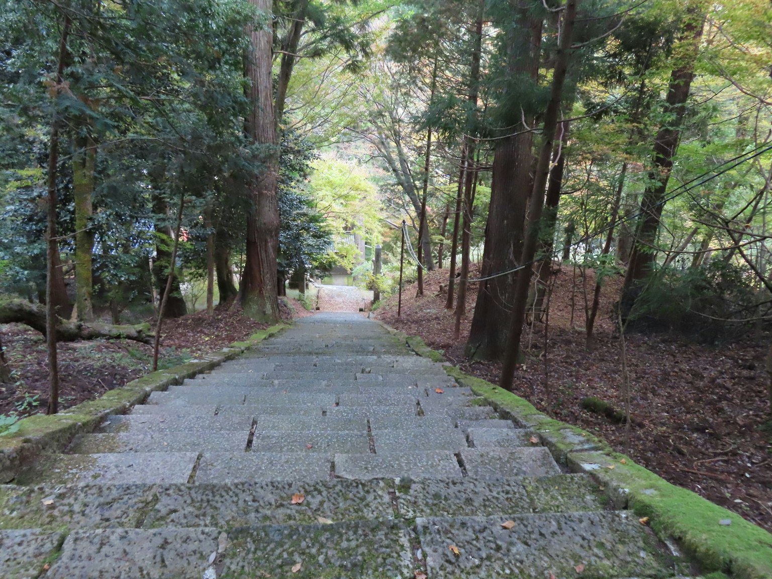 Scale in pietra che scendono attraverso una foresta verdeggiante