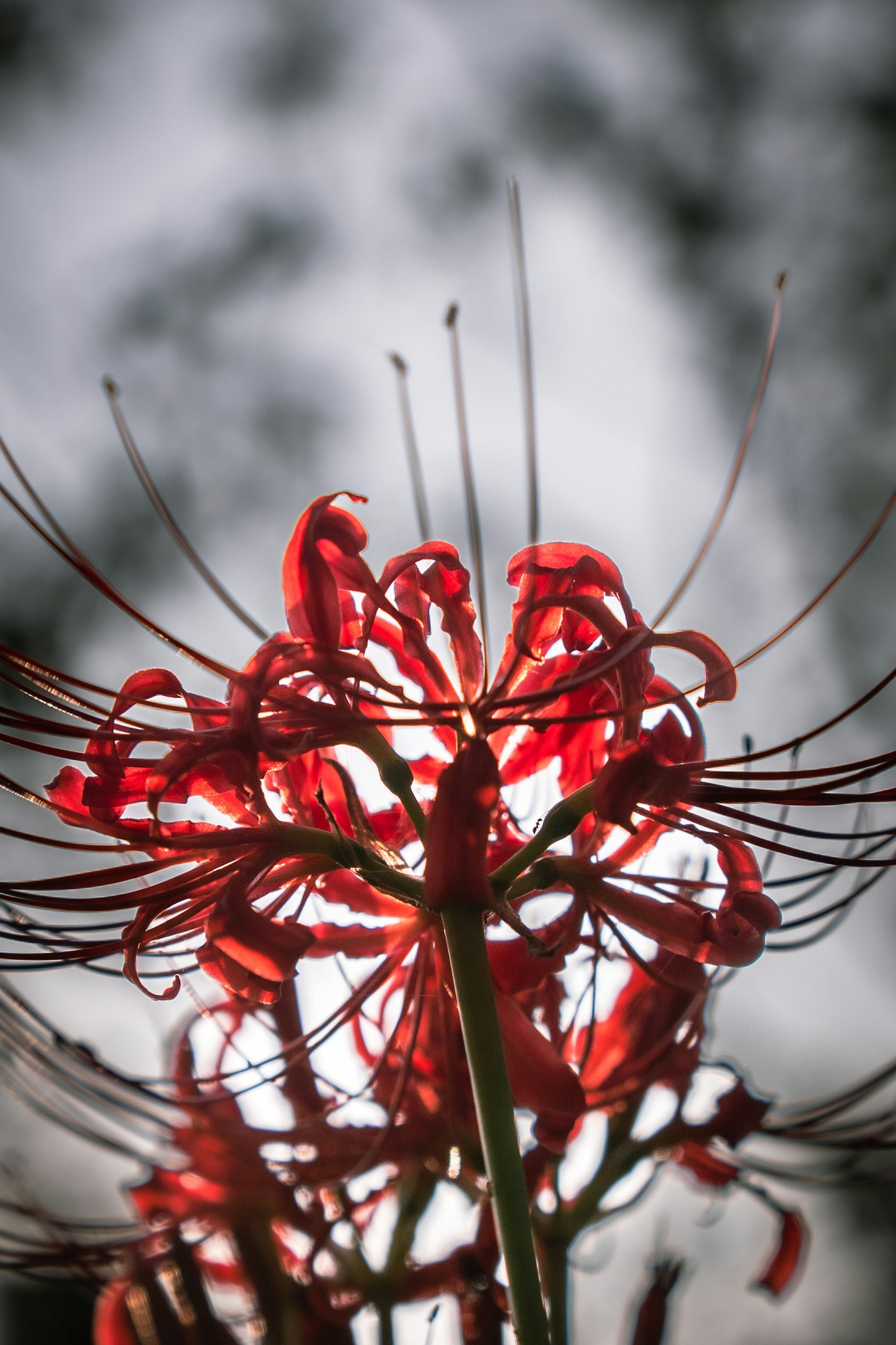 Primo piano di un fiore rosso vibrante illuminato dalla luce