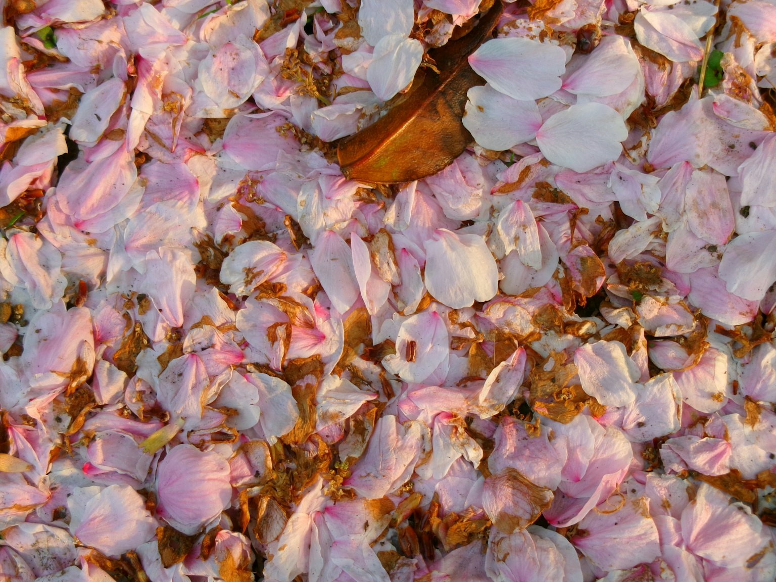 Gros plan de pétales de cerisier mélangés avec des feuilles brunes sur le sol