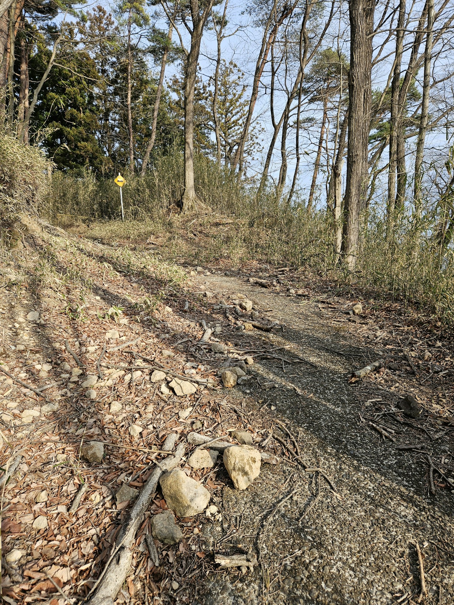 Ein gewundener Weg umgeben von Bäumen und Steinen