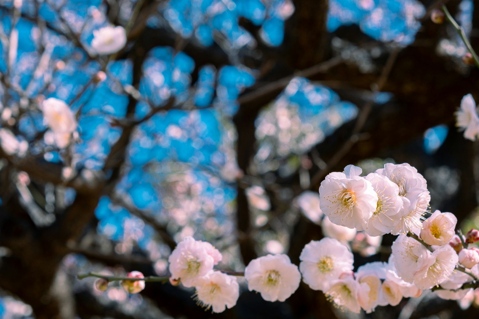 Nahaufnahme von weißen Pflaumenblüten unter einem blauen Himmel