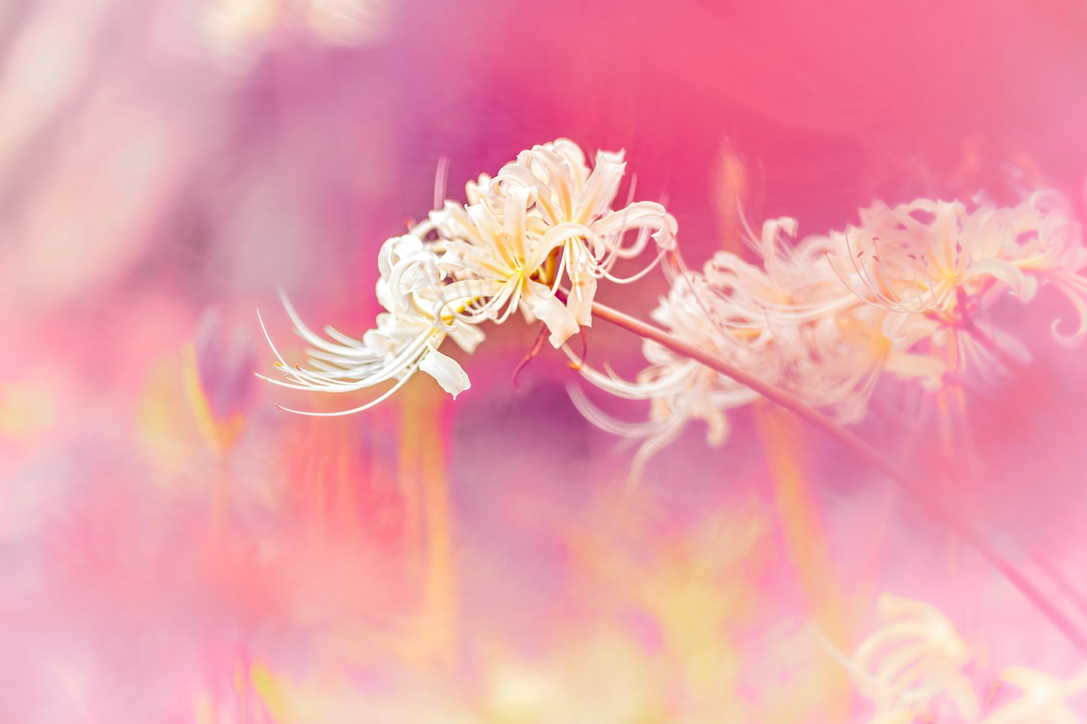 Primo piano di fiori bianchi su uno sfondo rosa tenue