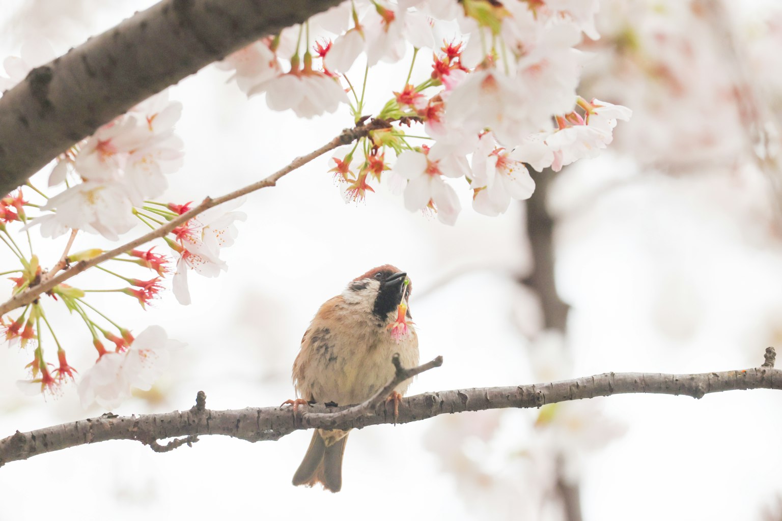 A small bird perched under cherry blossom flowers