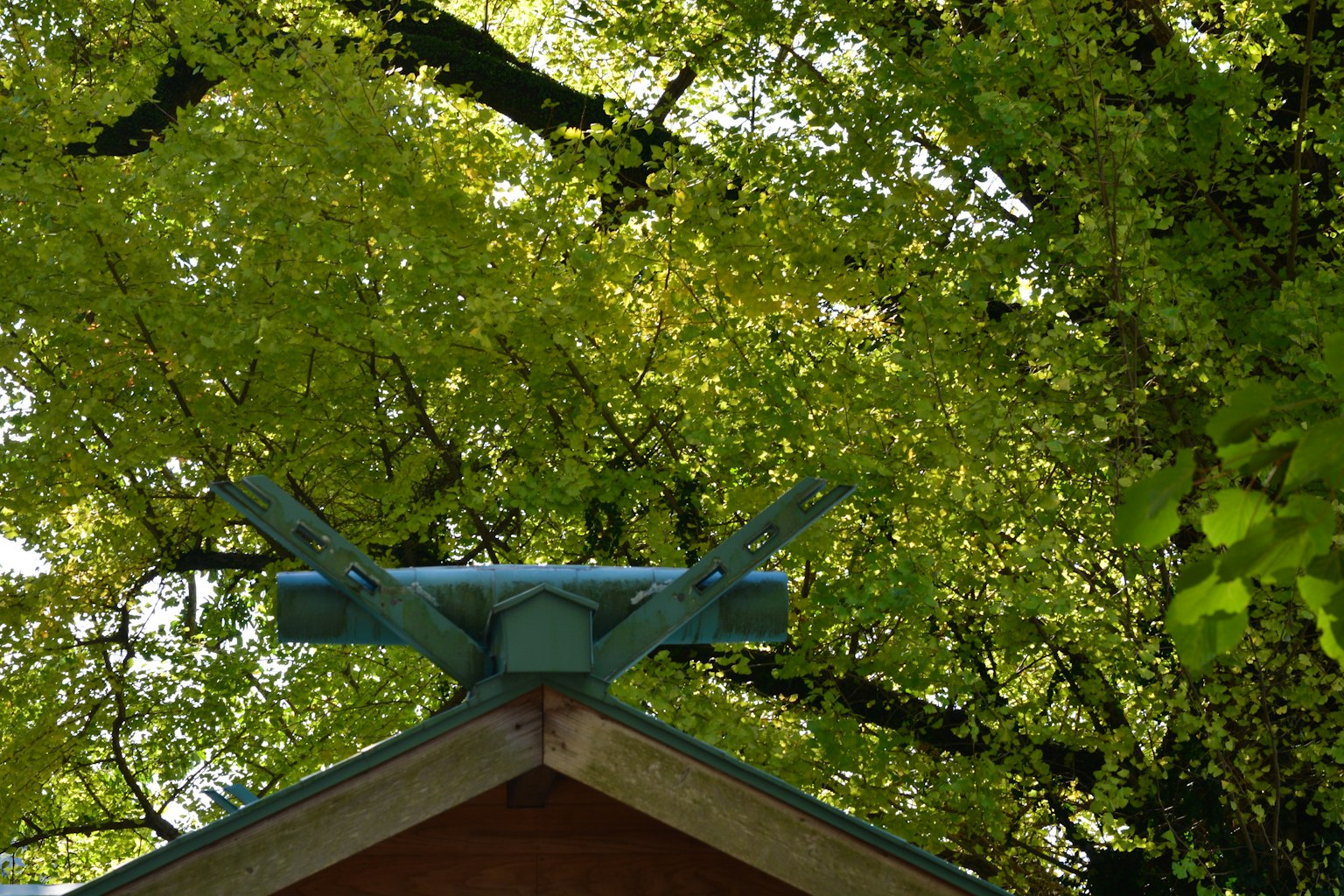 Blue decorative element on the roof surrounded by green leaves