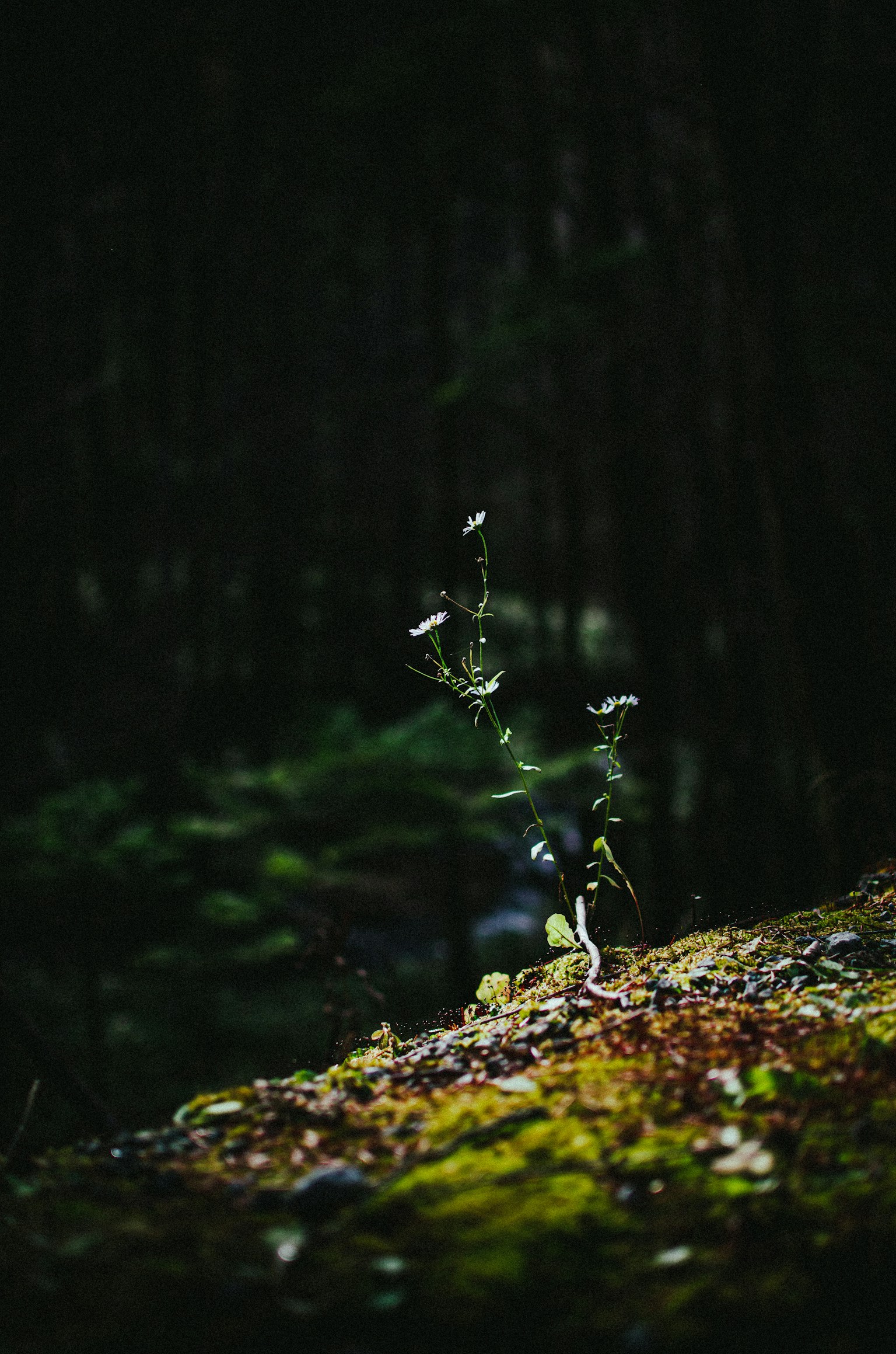 Tanaman kecil tumbuh di atas batu di hutan gelap
