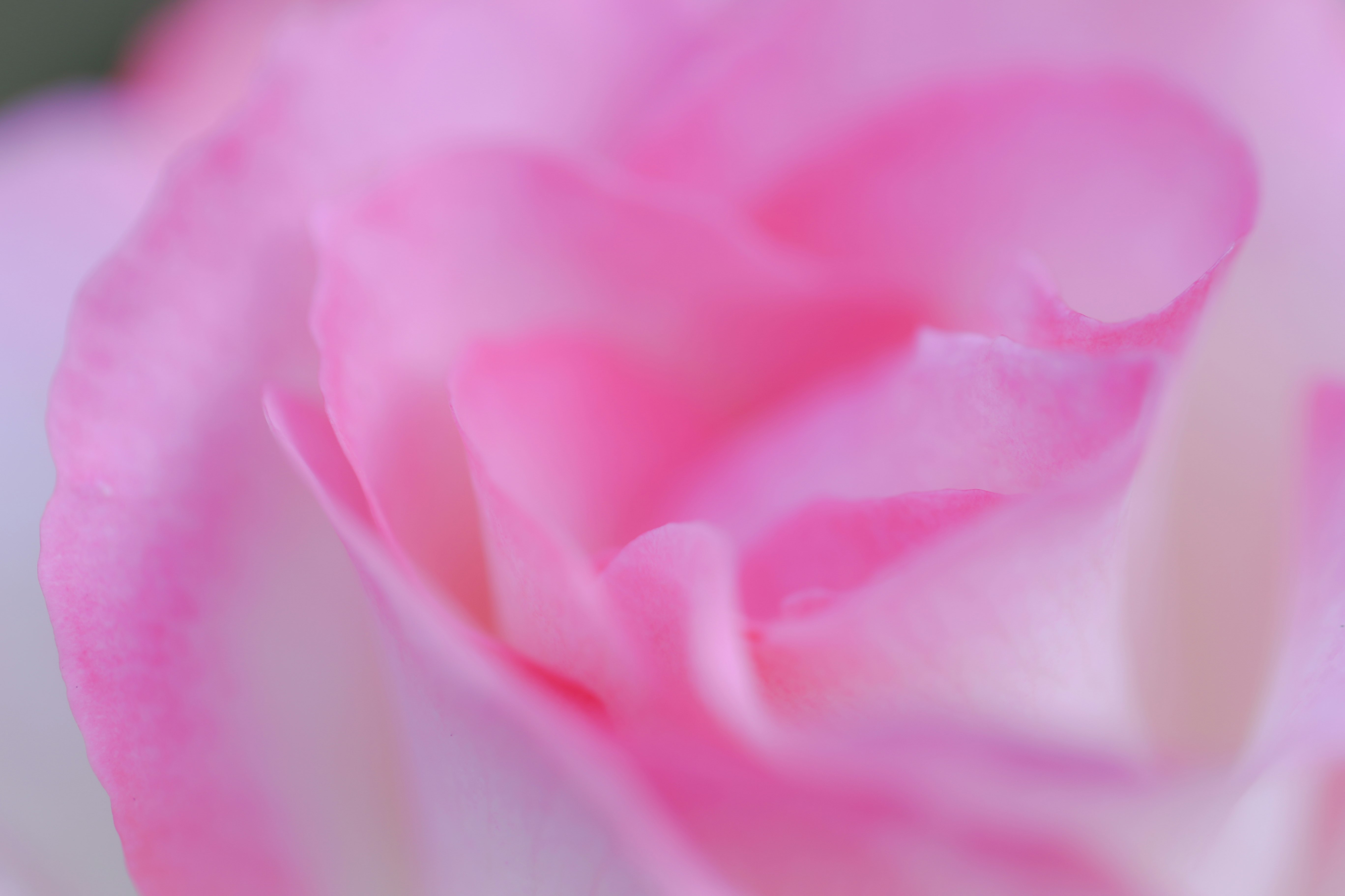 ピンクの花びらが重なるバラのクローズアップ
