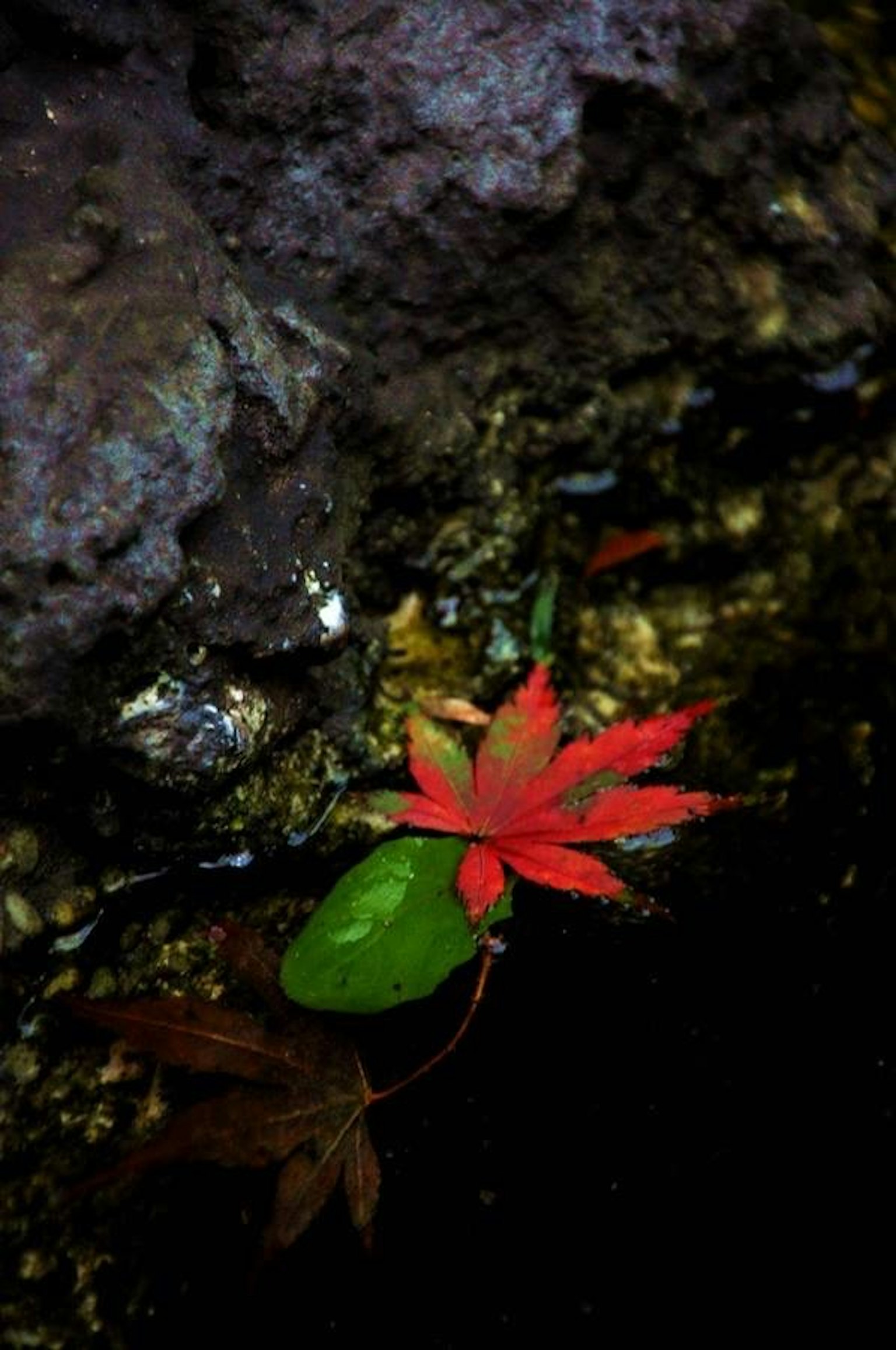 A vibrant red leaf and a green leaf floating on water with a rocky background