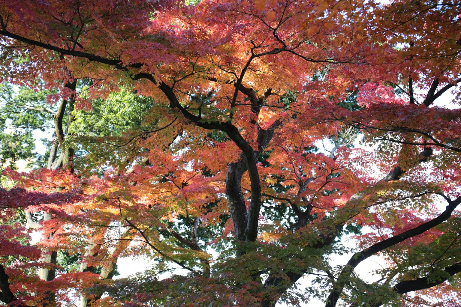 Bella scena di rami d'albero con foglie rosse e arancioni