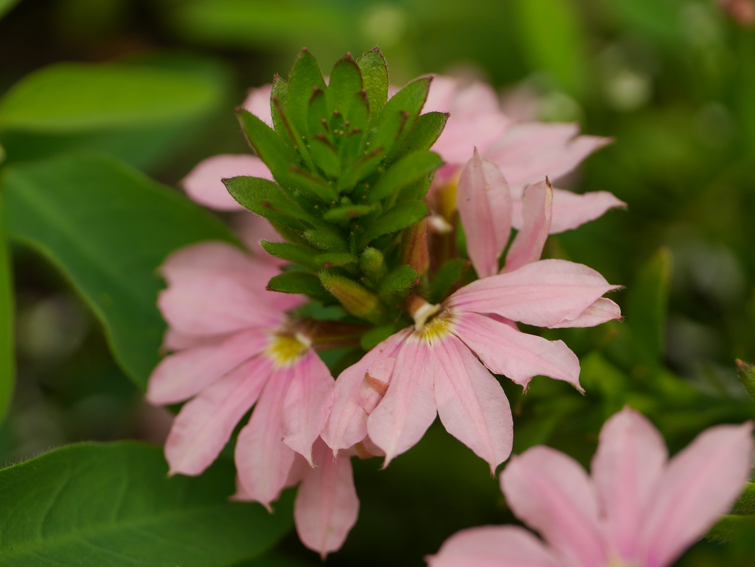 Kedekatan bunga pink yang indah dengan daun hijau