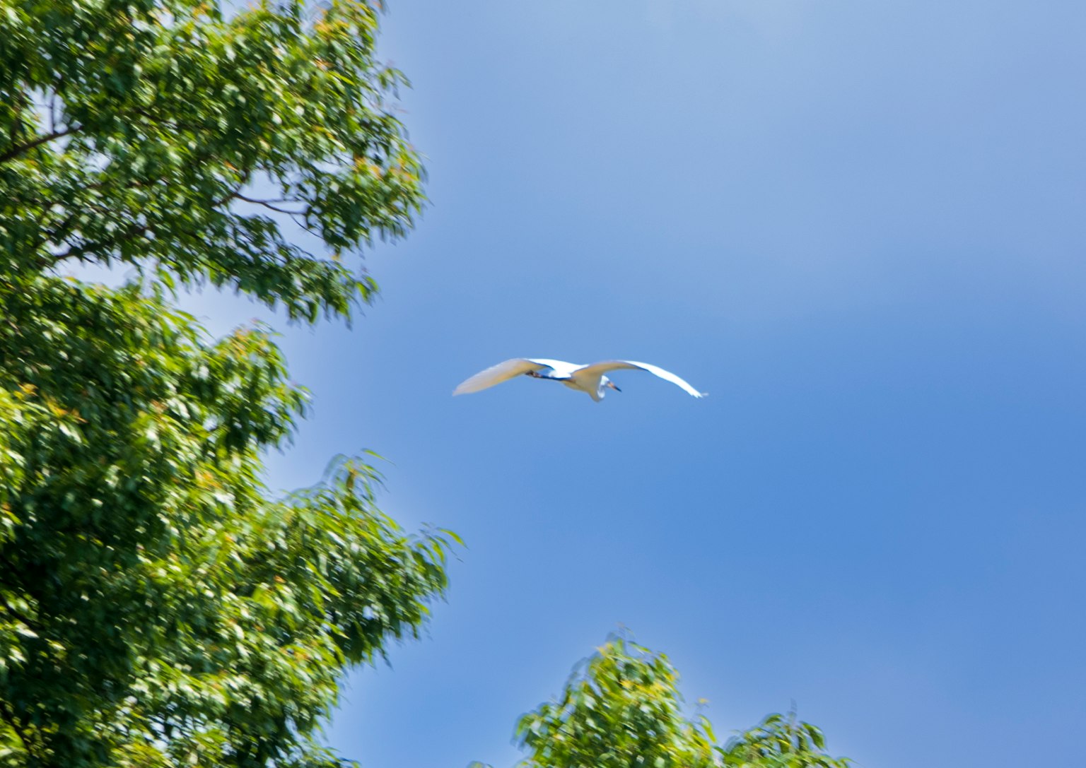 Un oiseau blanc volant contre un ciel bleu avec des arbres verts