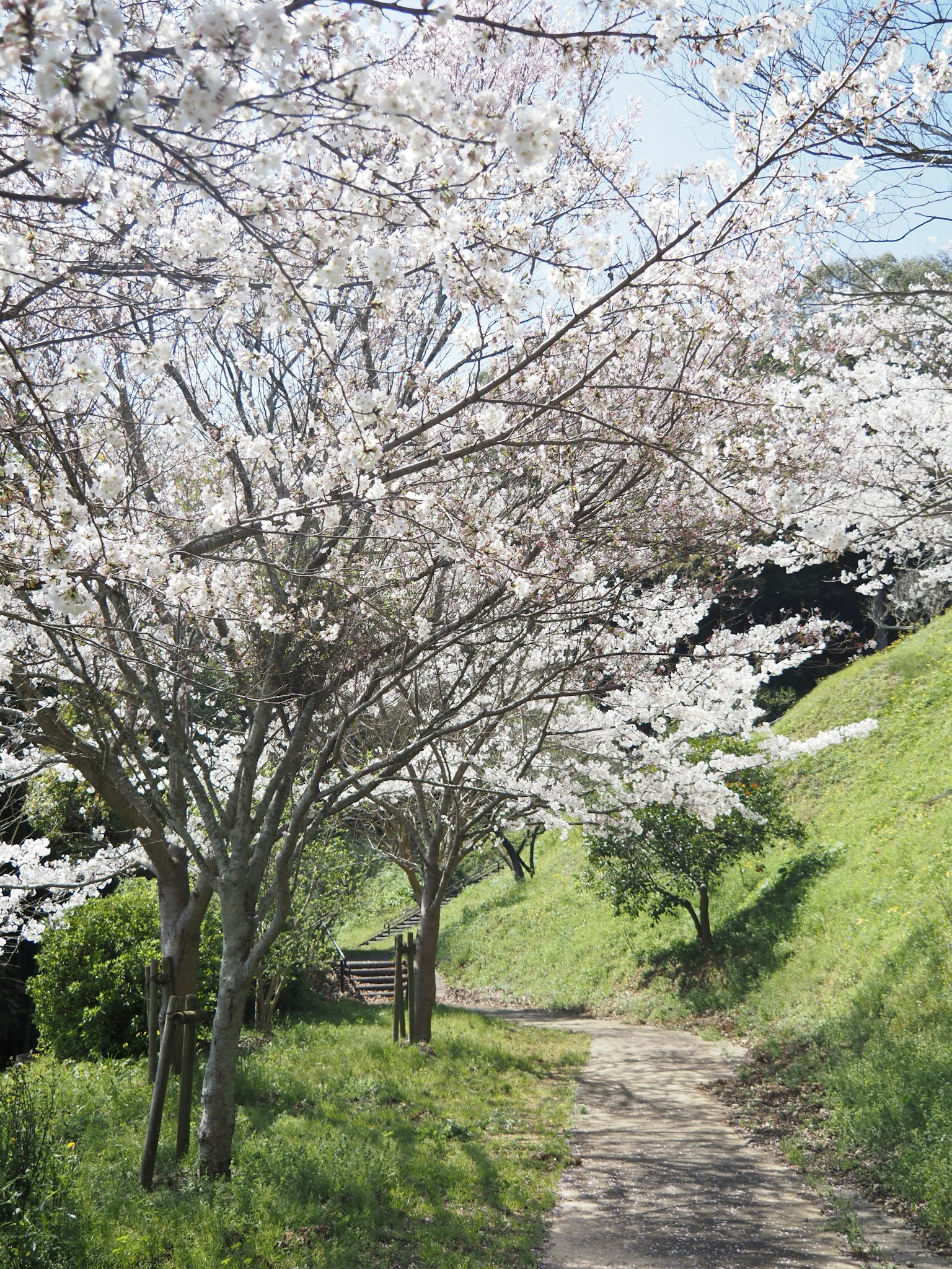 Sentier bordé d'arbres en fleurs et de verdure luxuriante